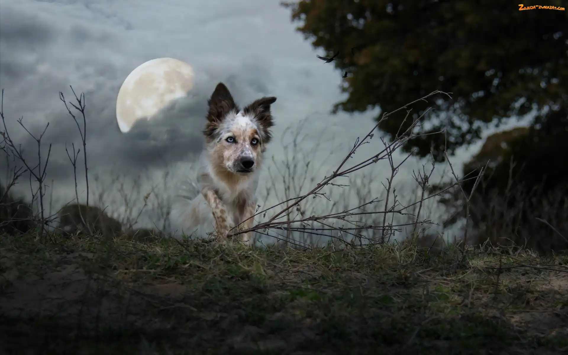 Ptaki, Księżyc, Collie, Border, Zmierzch