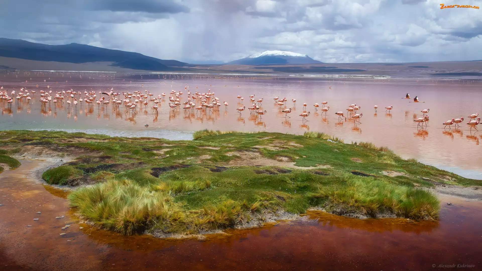 Boliwia, Ptaki, Jezioro, Góry, Andy, Laguna Colorada, Flamingi