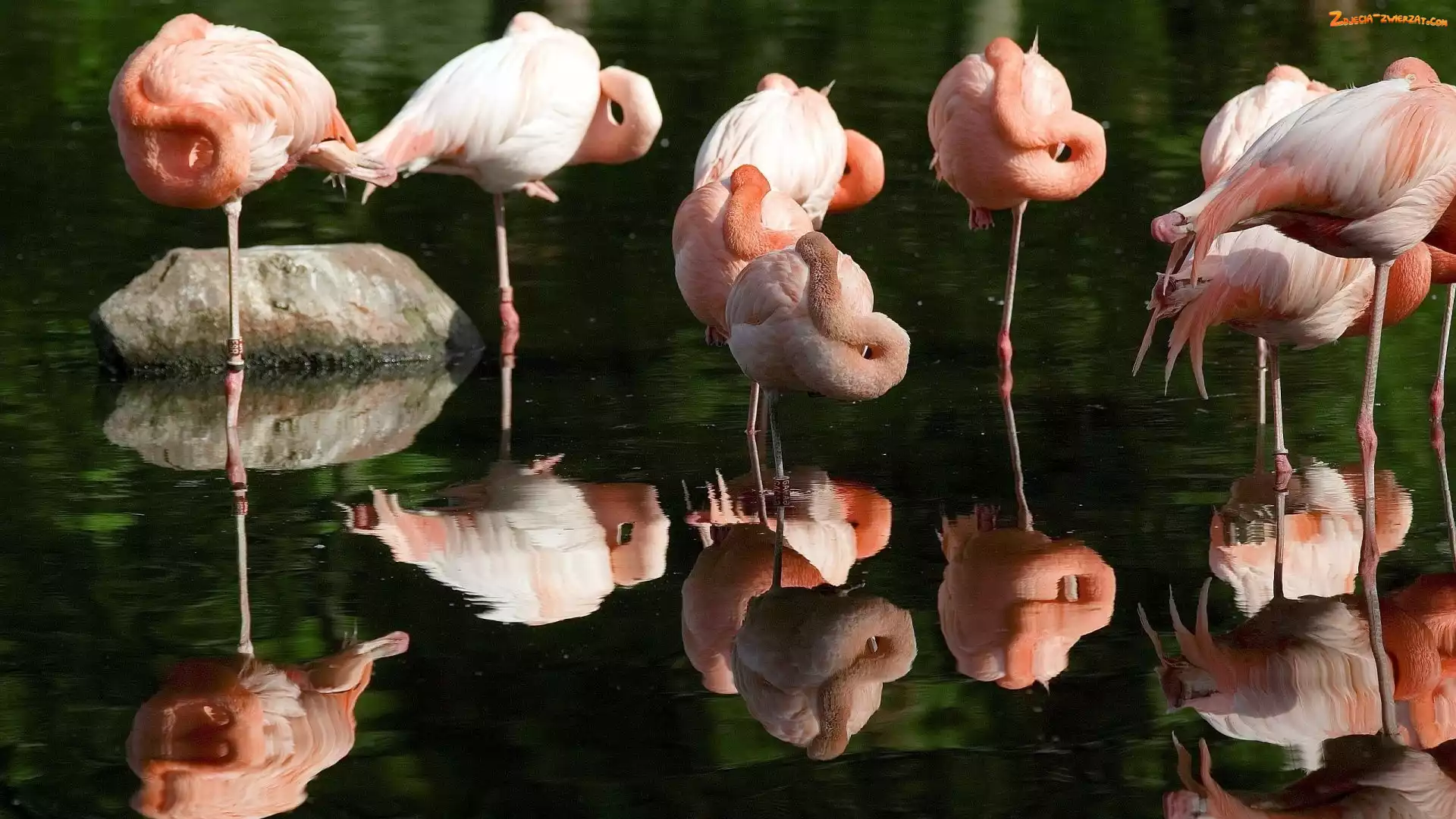 Ptaki, Flamingi