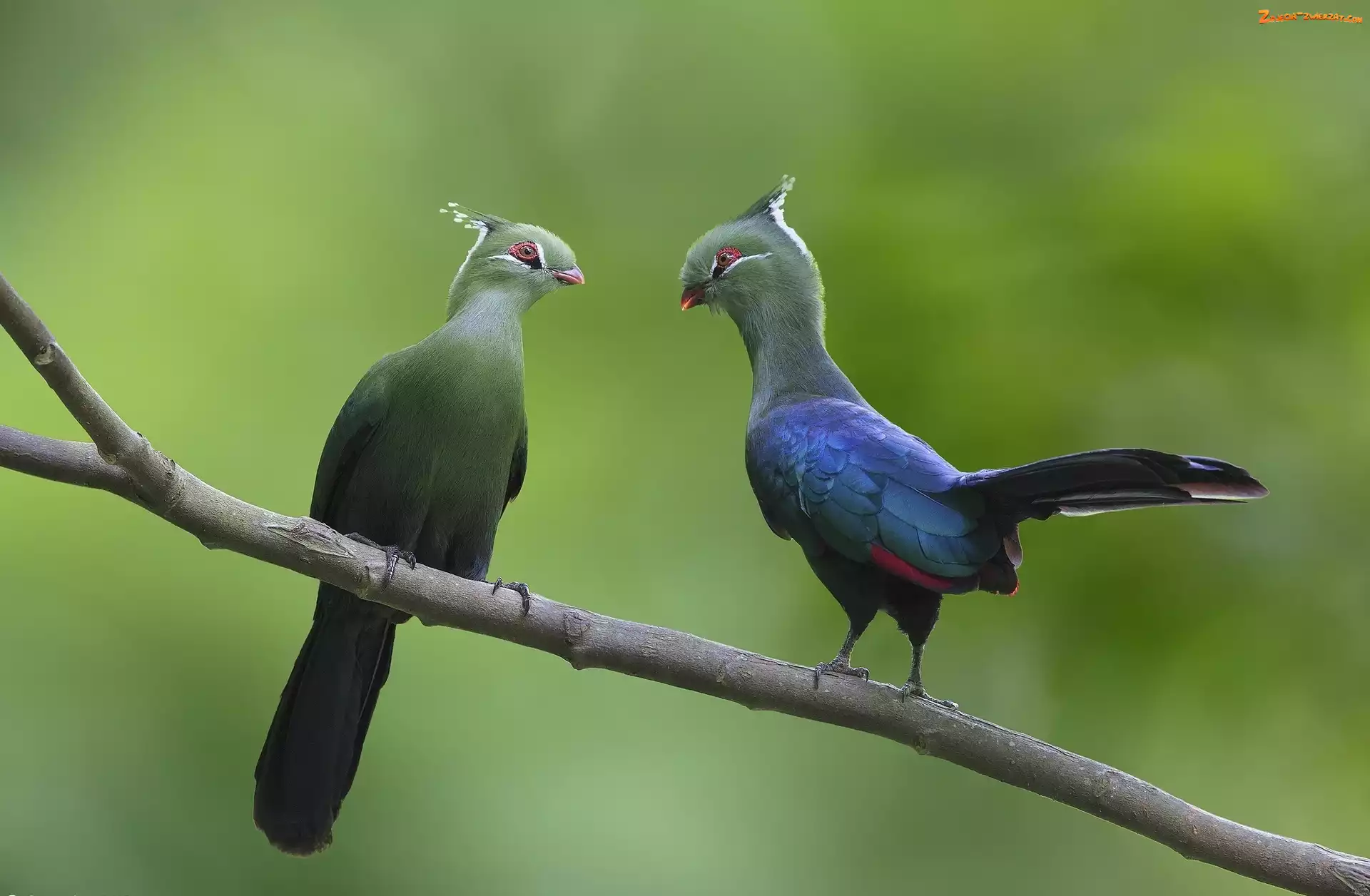 Para, Ptaki, Turaco