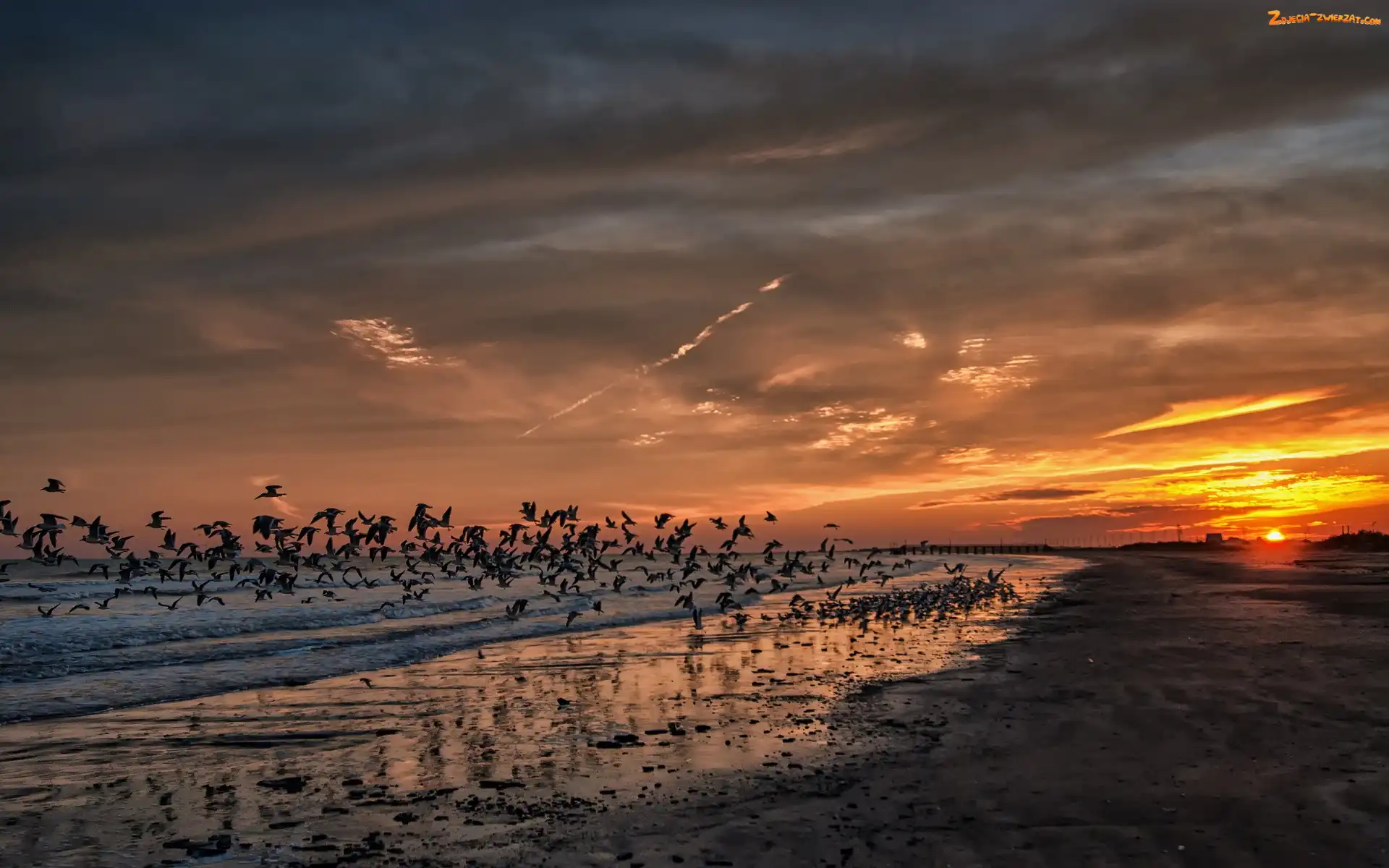 Ptaki, Wybrzeże, Słońca, Zachód, Plaża, Molo