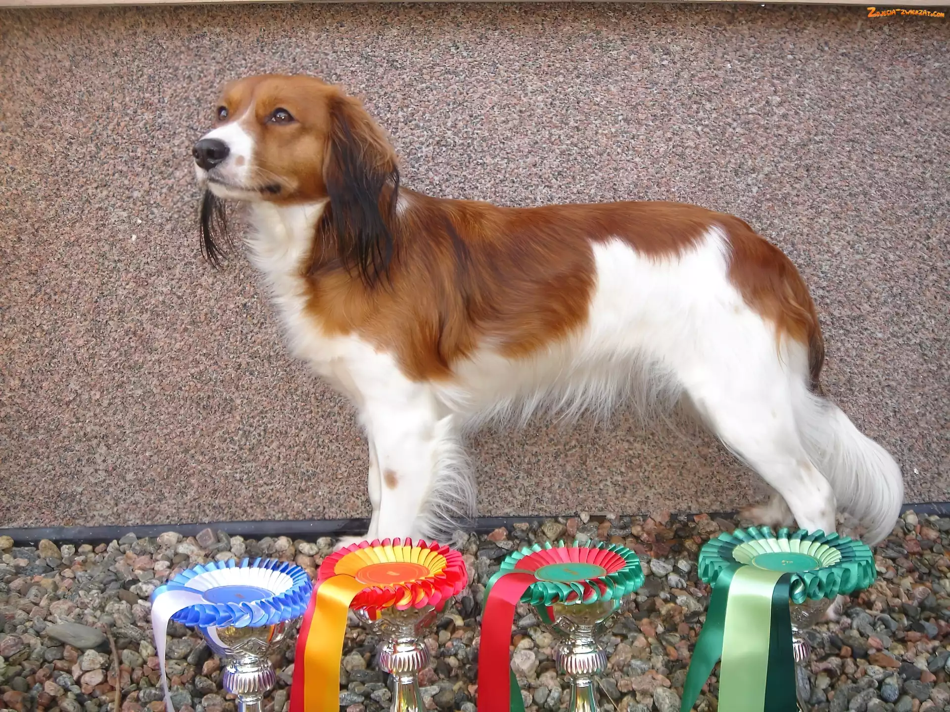 puchary, Płochacz holenderski, Kooikerhondje