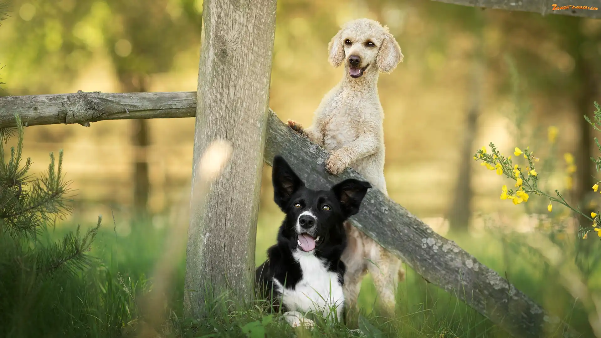 Rośliny, Pudel, Psy, Trawa, Kwiaty, Border collie, Płot