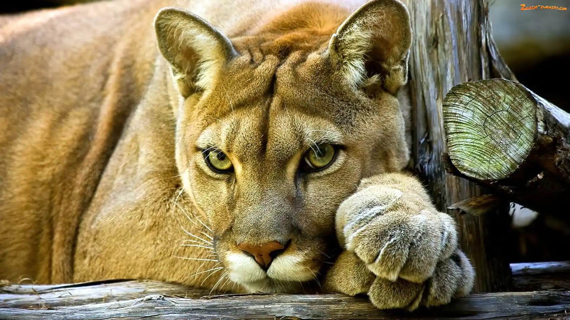 Kot, Puma