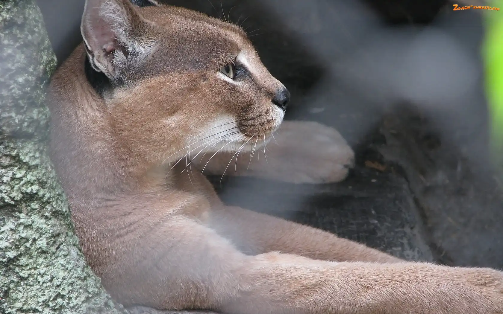 Skalna, Puma, Półka