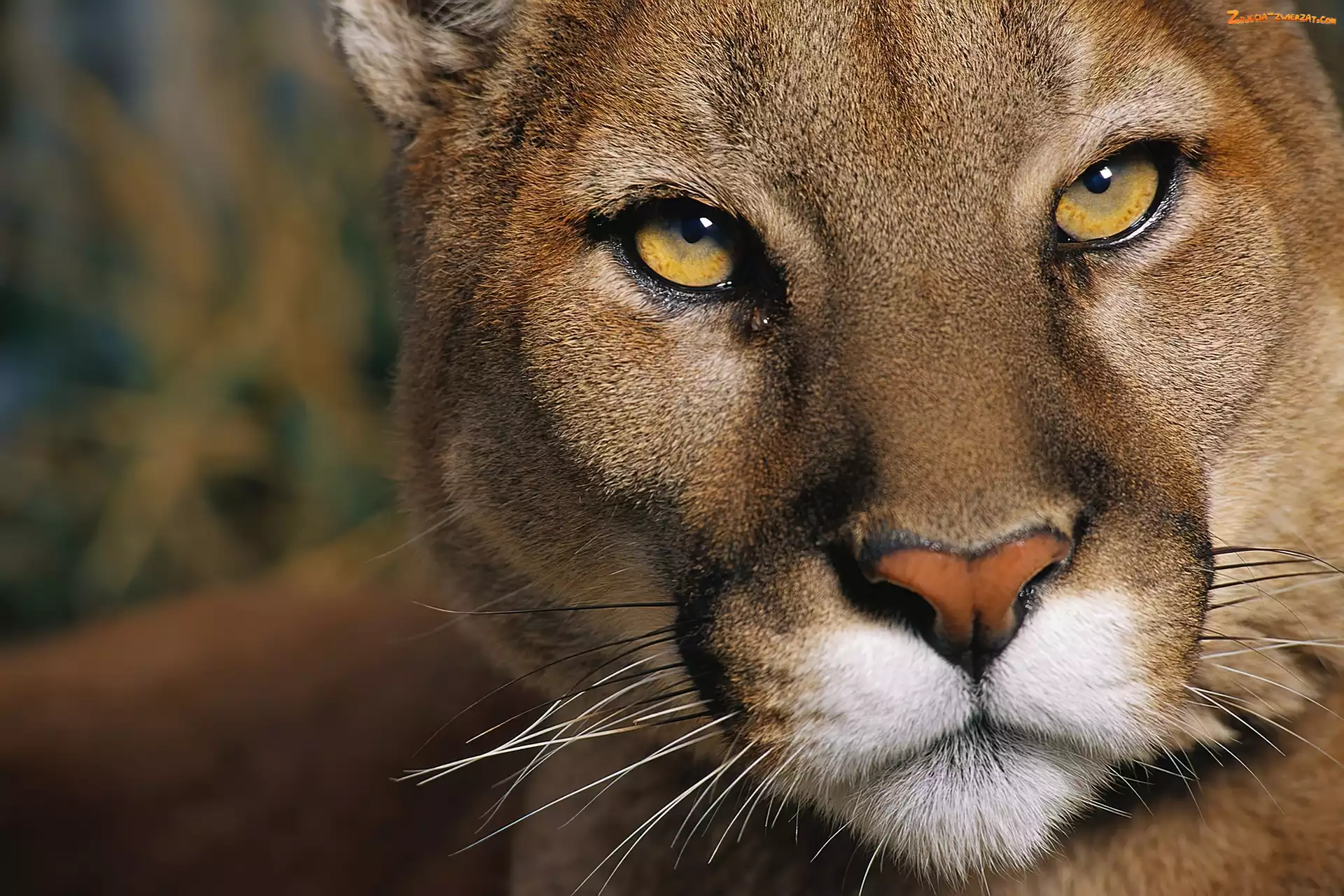 Spojrzenie, Puma, Groźne