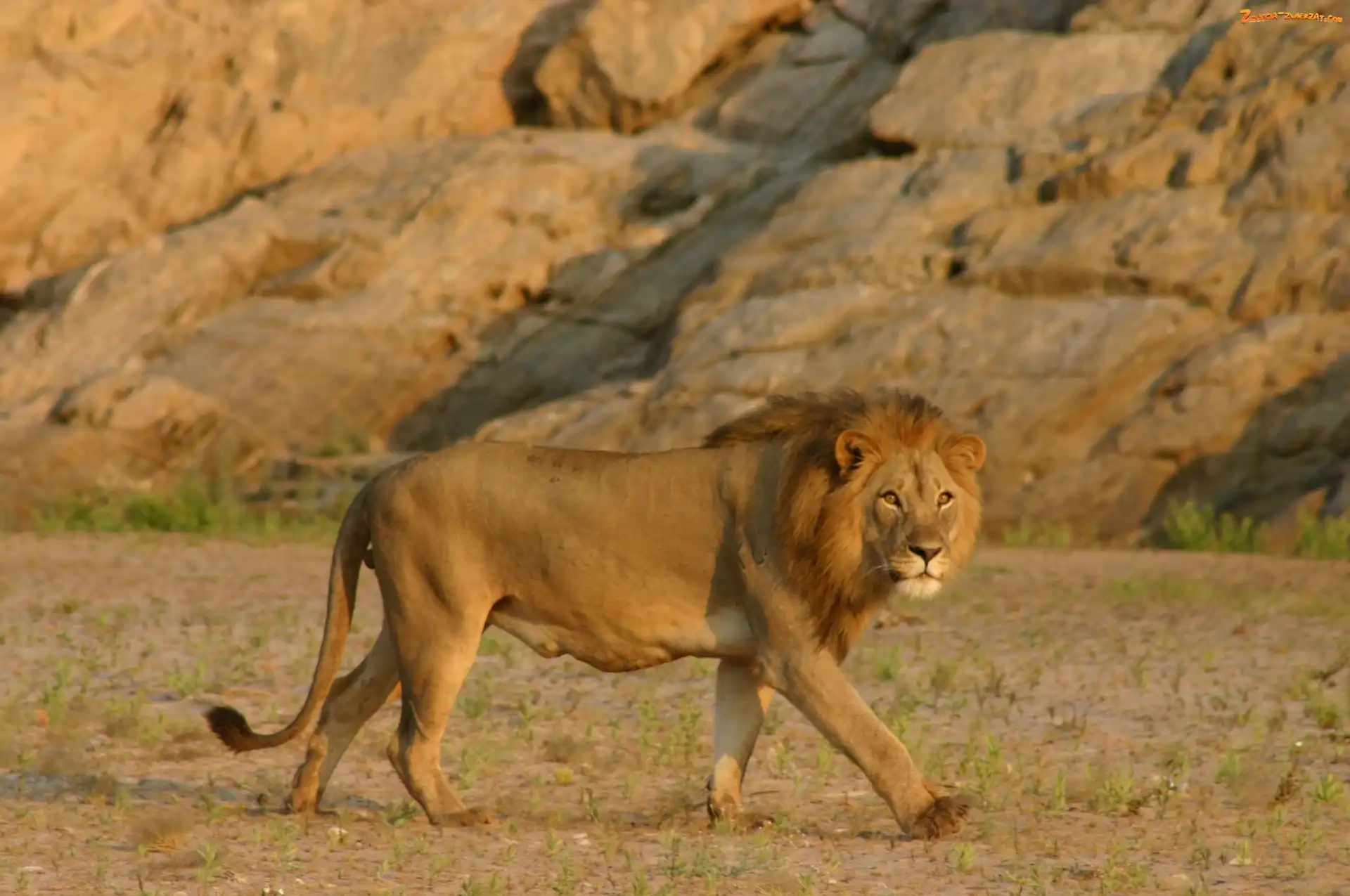 Pustynny, Namib, Lew, Grzywa