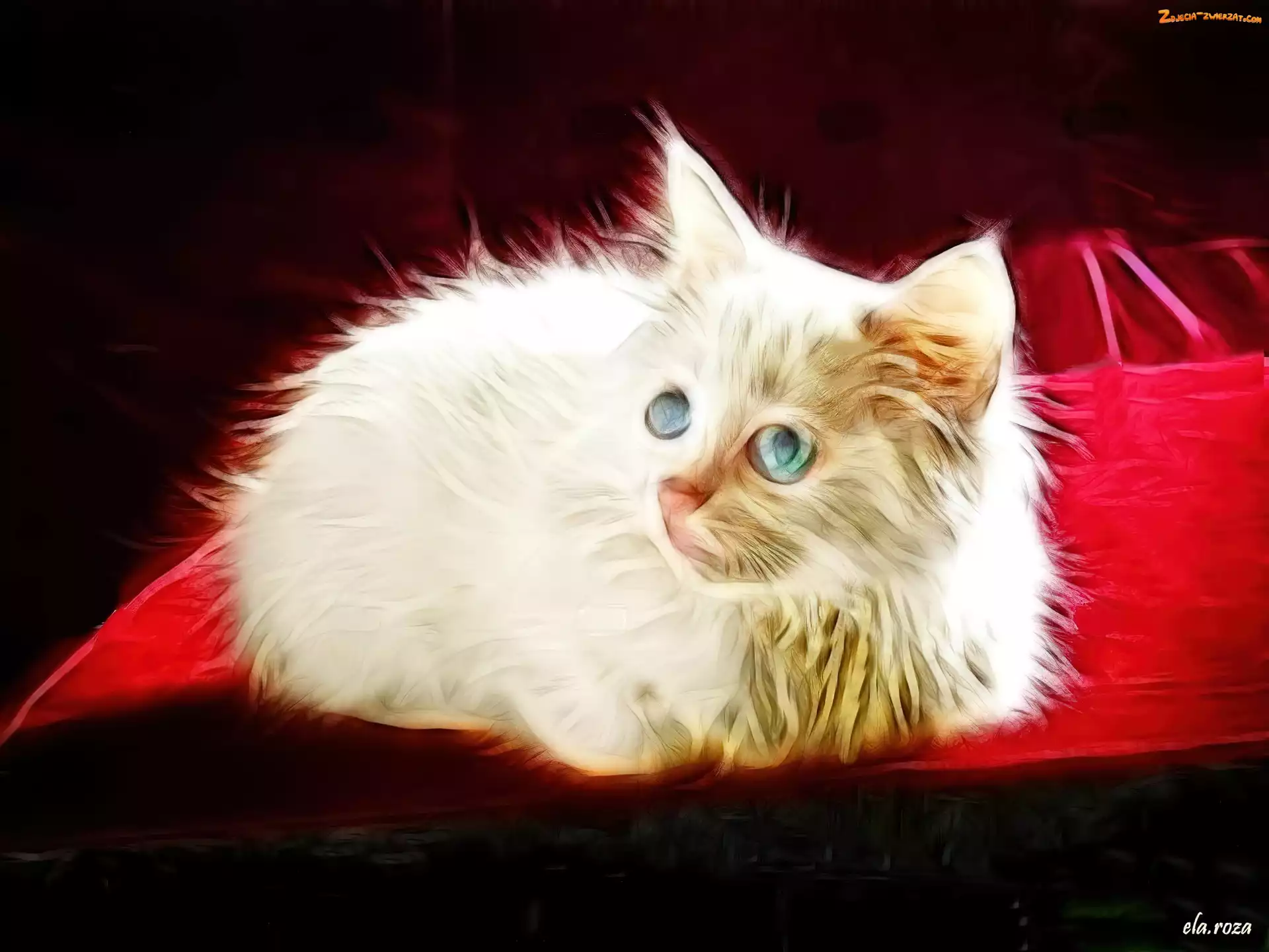Puszysty, Fractalius, Biały, Kotek