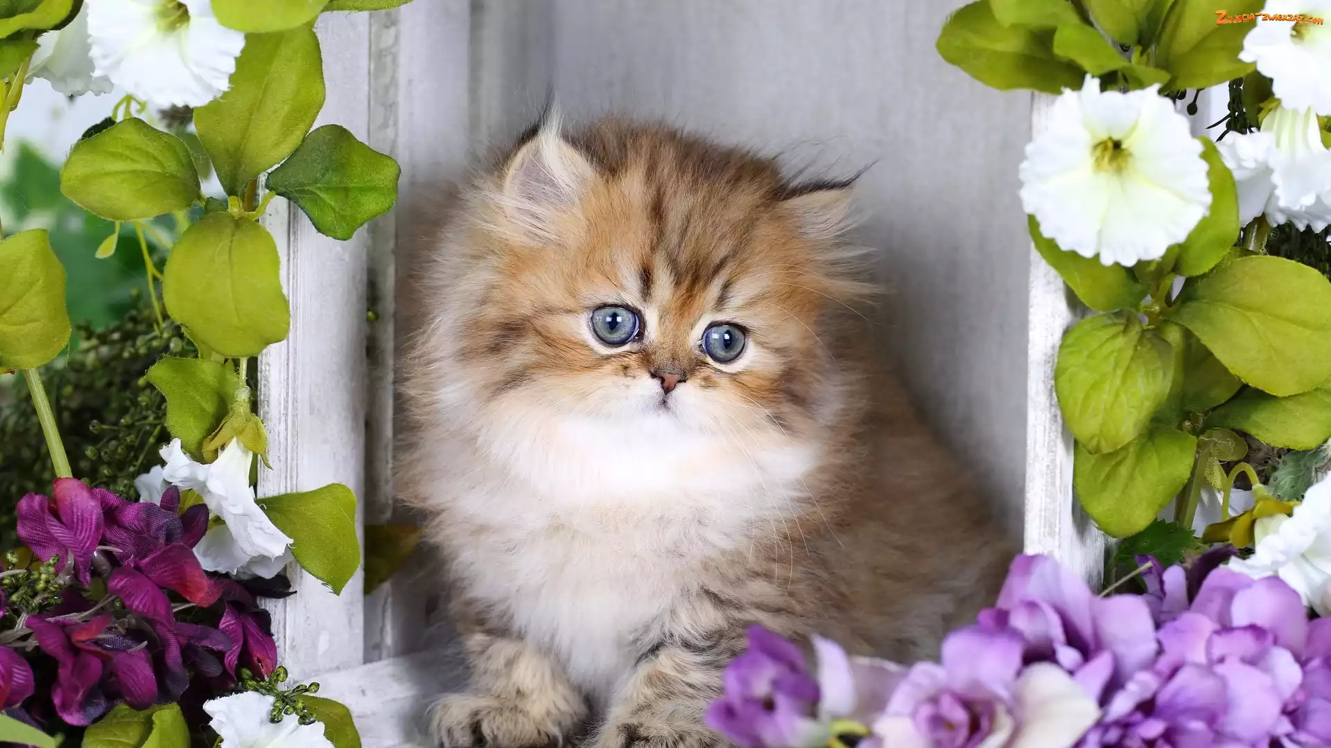 Kwiaty, Puszysty, Kotek