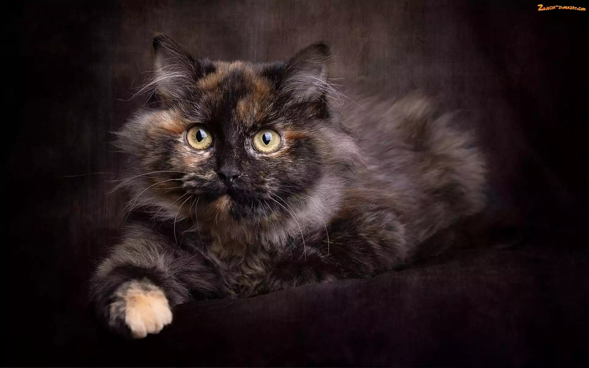 Spojrzenie, Puszysty, Kot