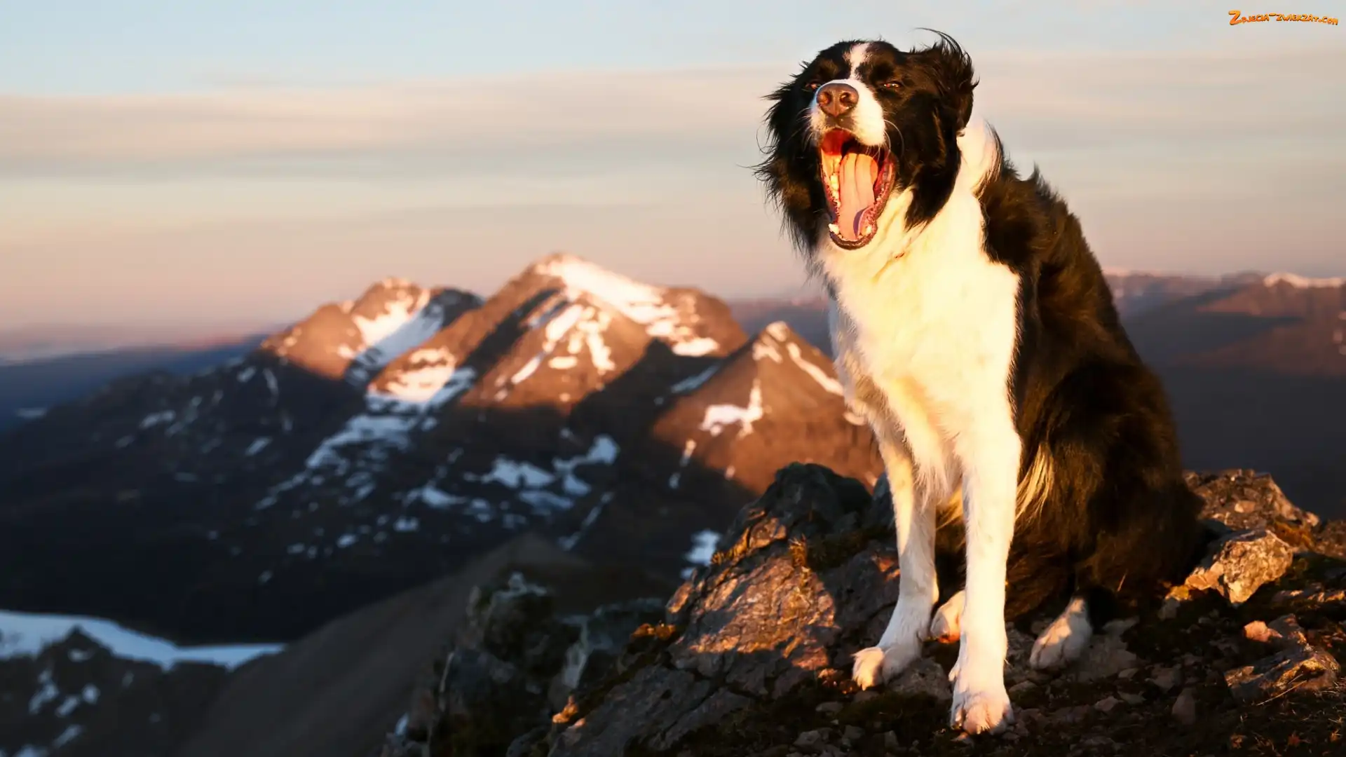 Pysk, Góry, Radość, Border collie, Pies