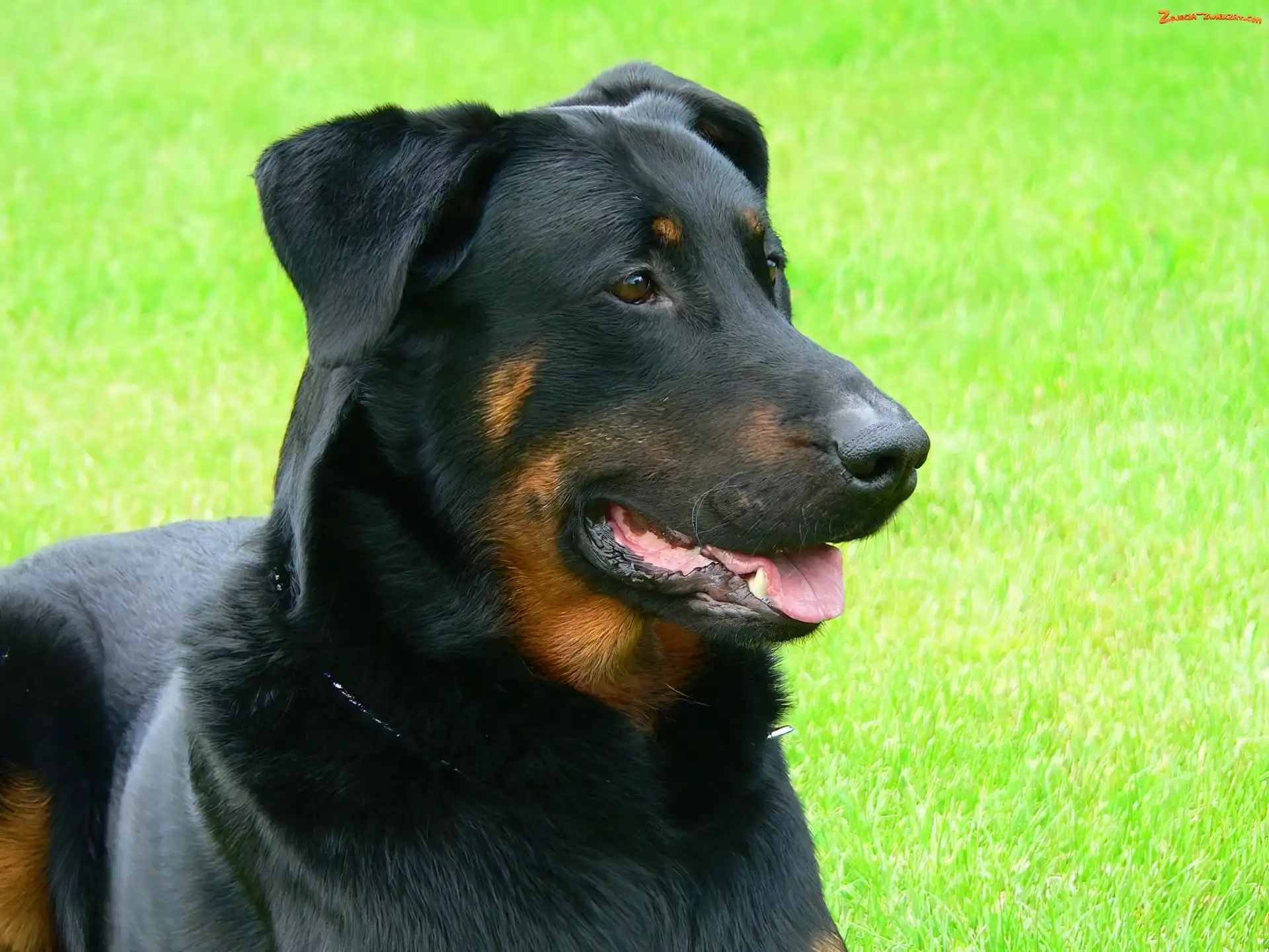 Owczarka francuskiego Beaucerona, Pysk