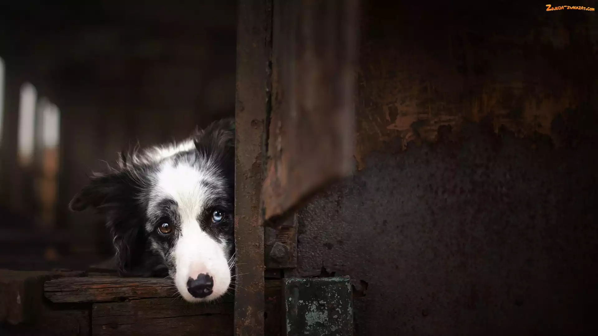 Pyszczek, Szopa, Border collie
