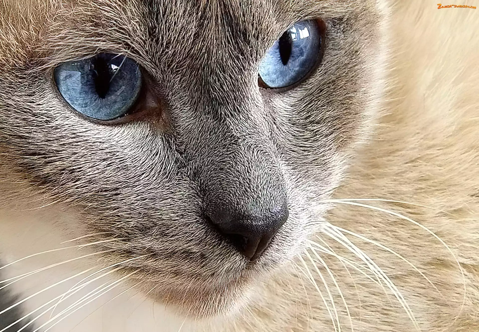Kot, Pyszczek, Oczy, Niebieskie