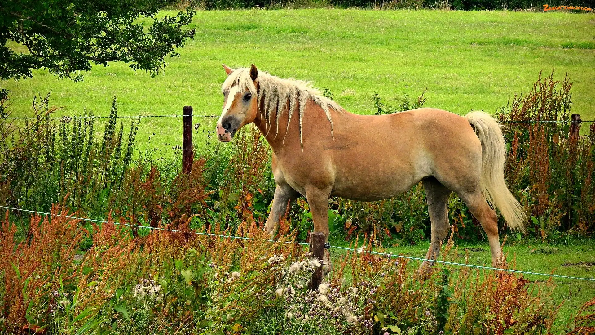 Rasa, Rośliny, Koń, Haflinger