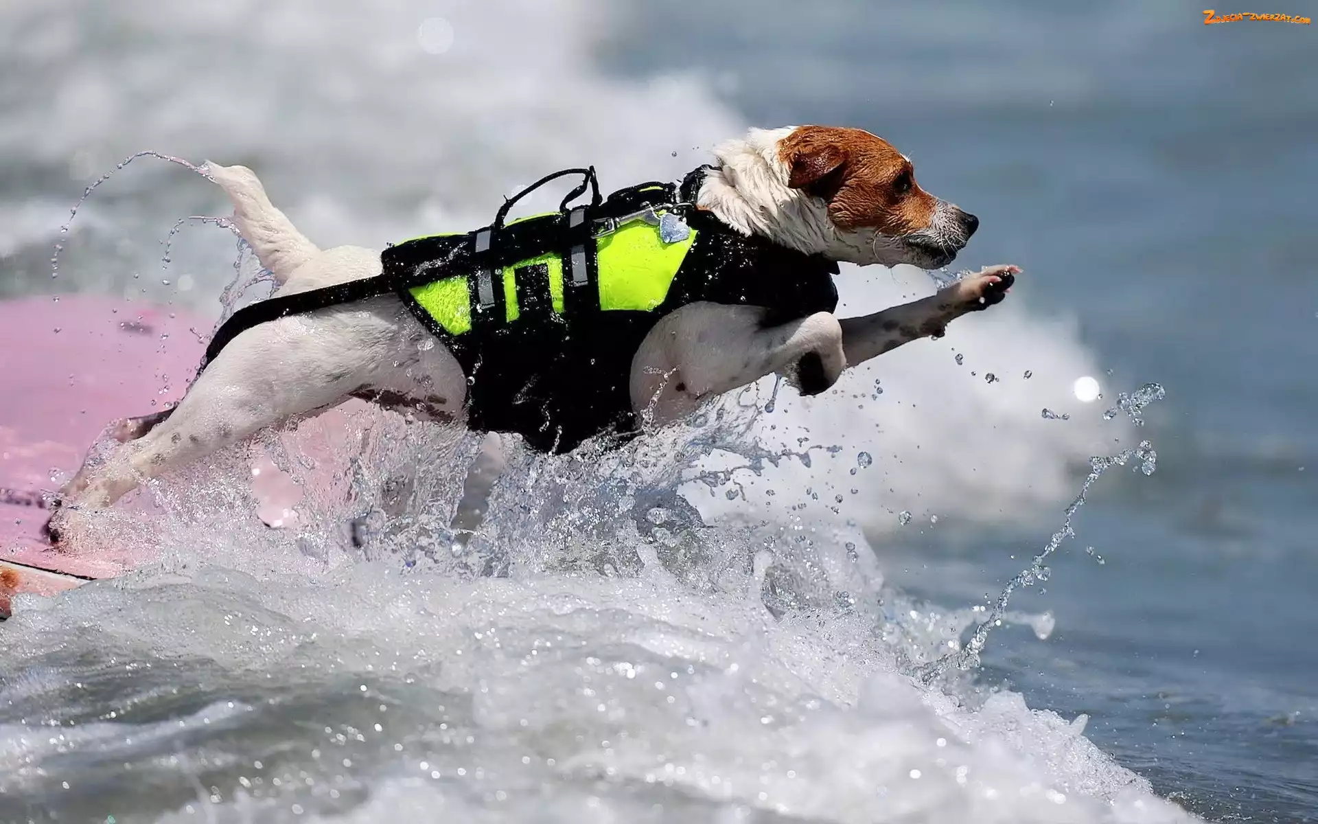 Ratownik, Jack Russell Terrier, Pies