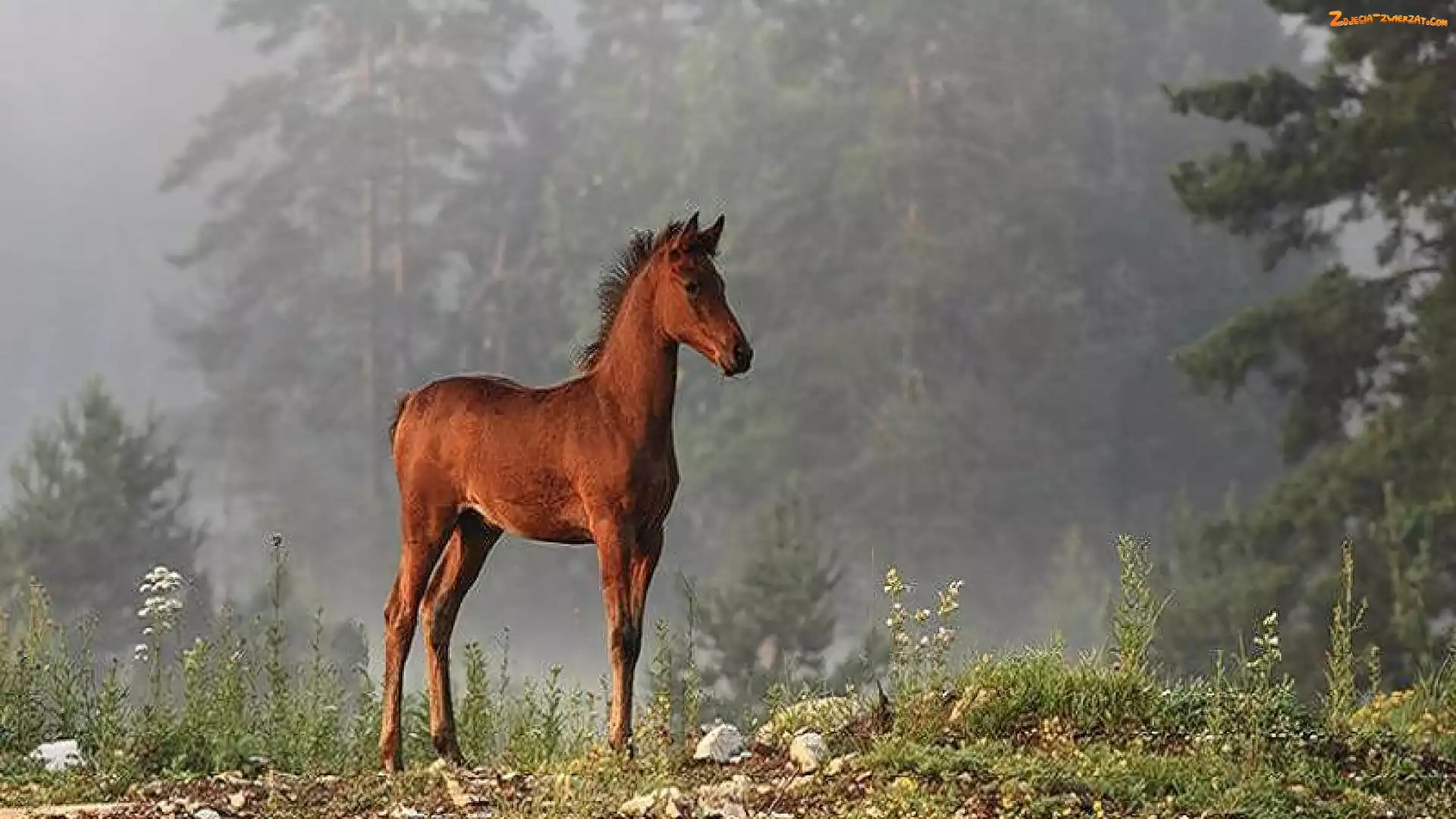 Źrebak, Las