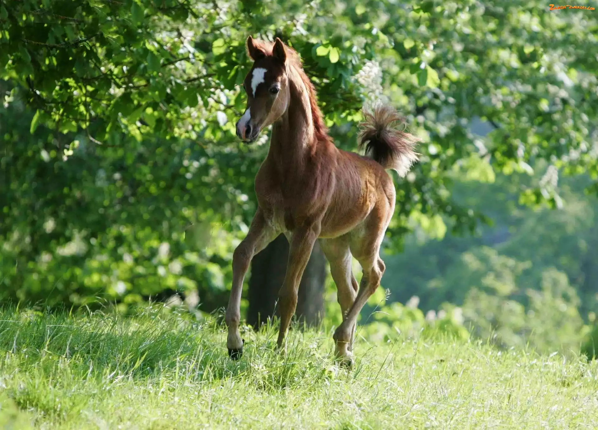 Zieleń, Źrebak, Arab