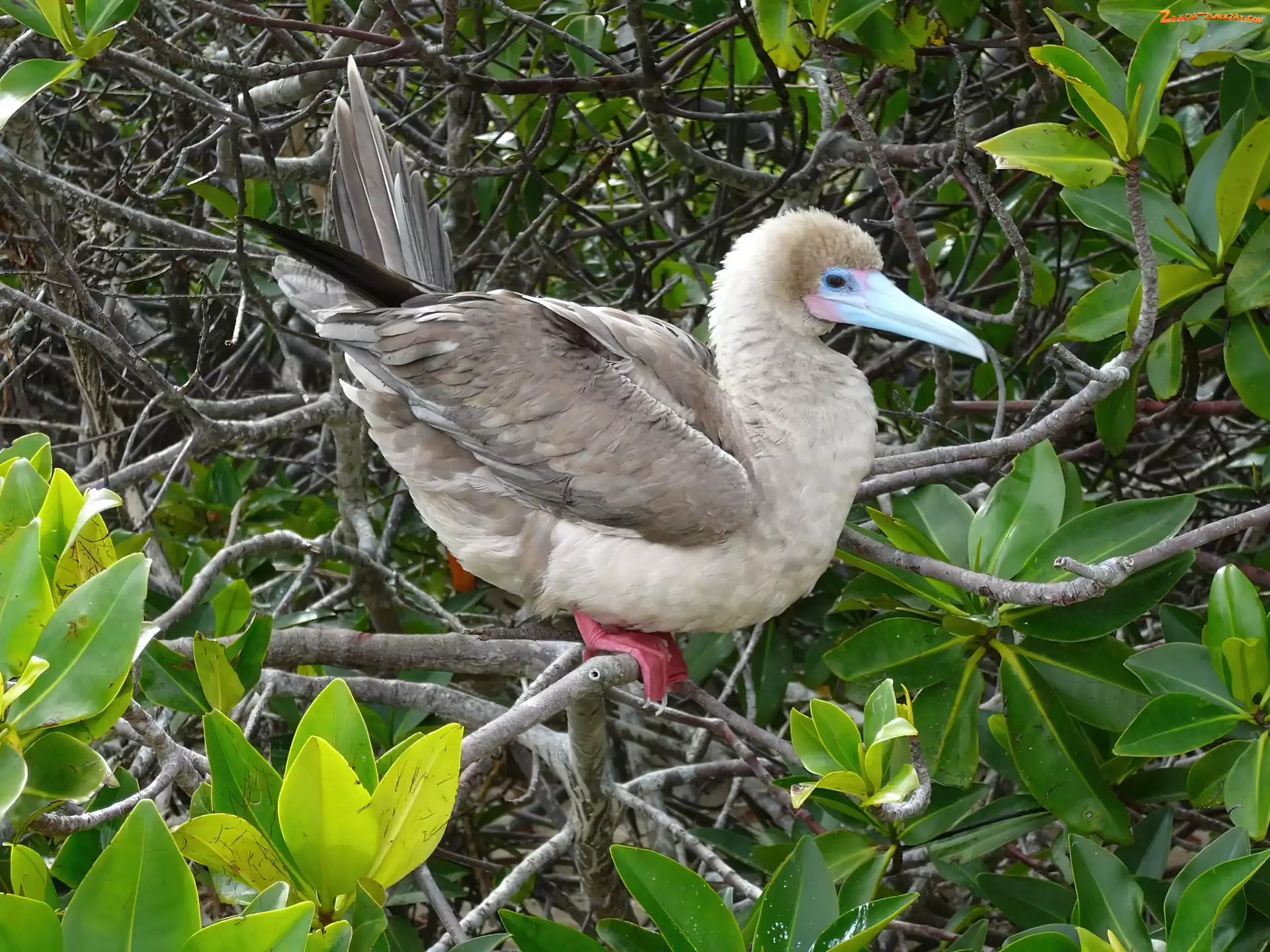 Red Stąpający Booby, Liście, Ptak, Gałązki