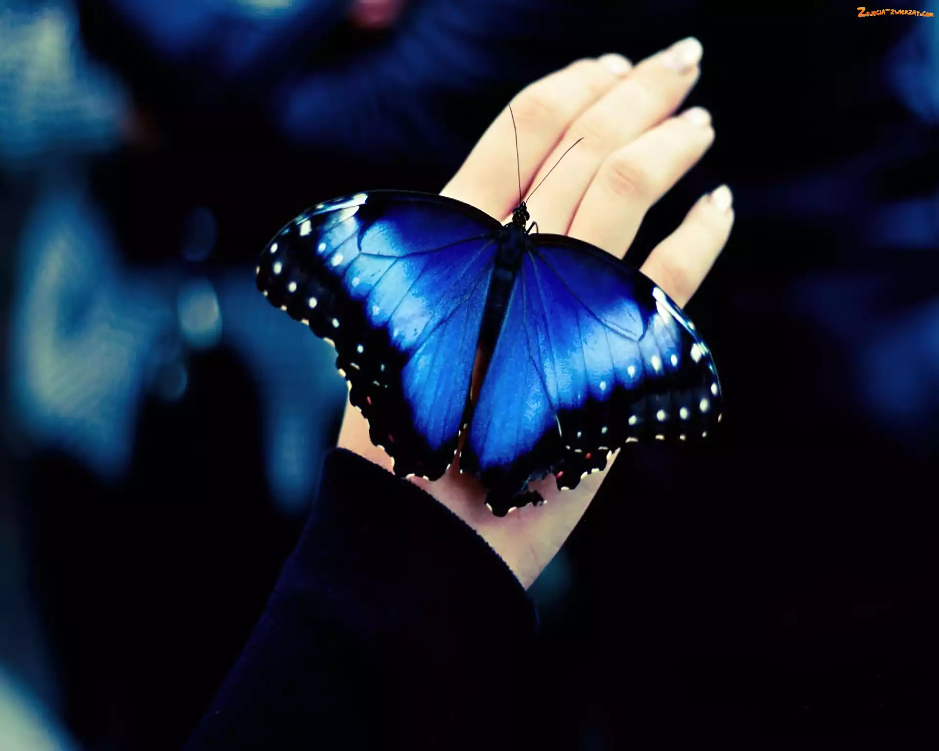 Motyl, Ręka, Niebieski
