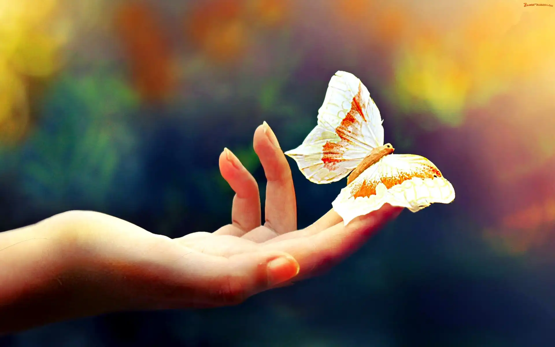 Ręka, Motyl