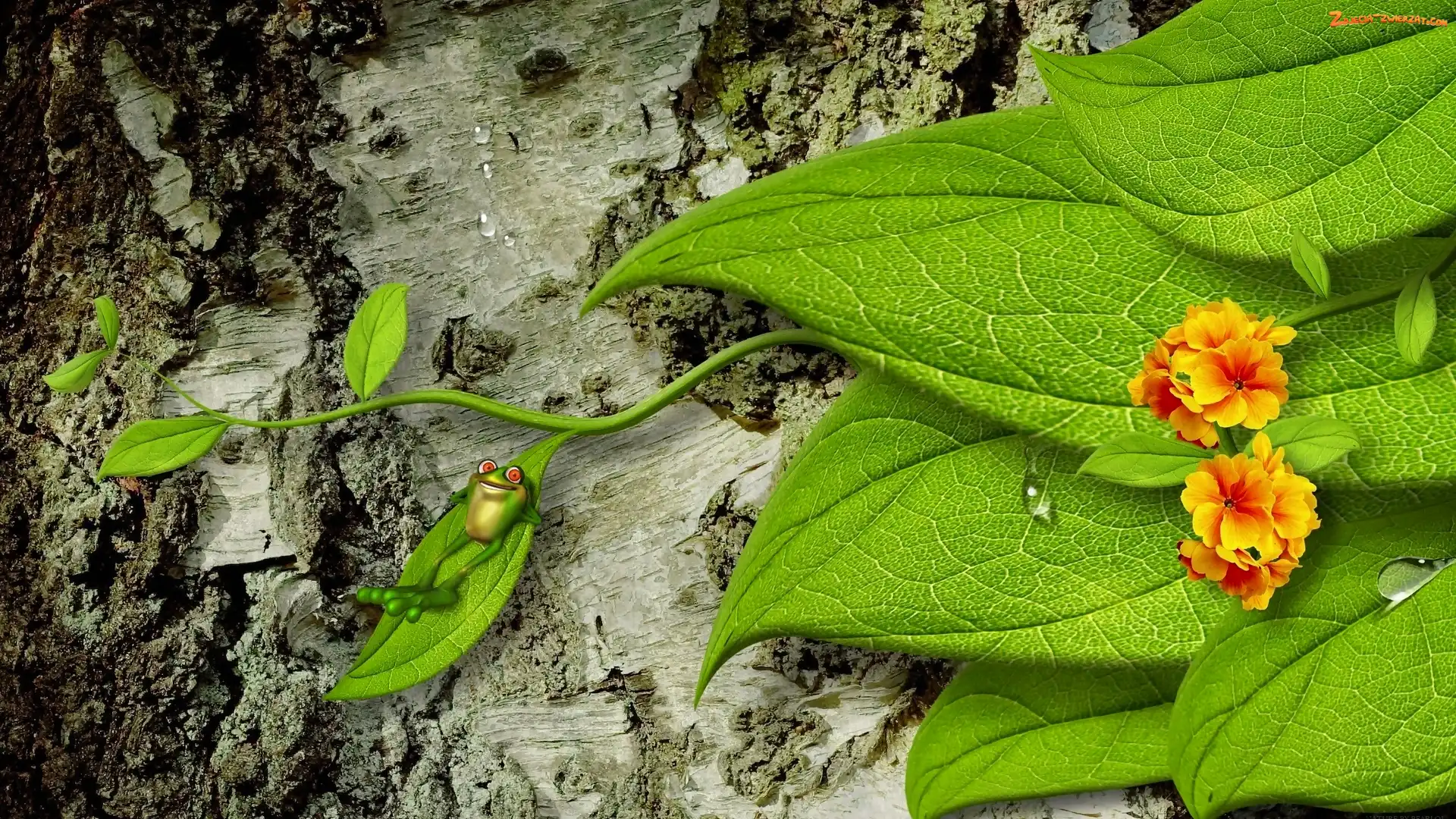 Relaks, Liście, Żabka, Zielone