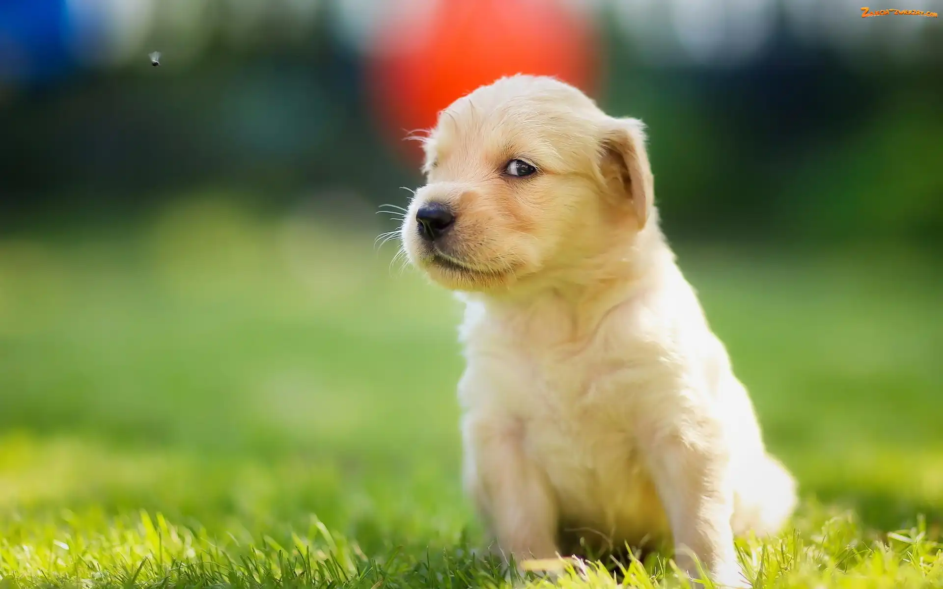 Retriever, Łąka, Golden, Szczeniaczek