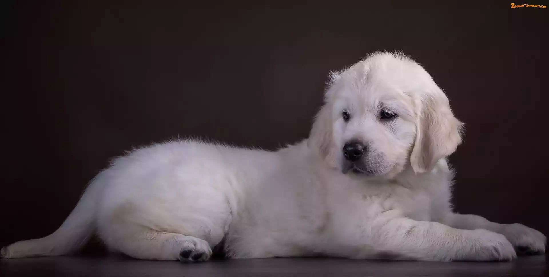 Retriever, Biały, Golden, Szczeniaczek