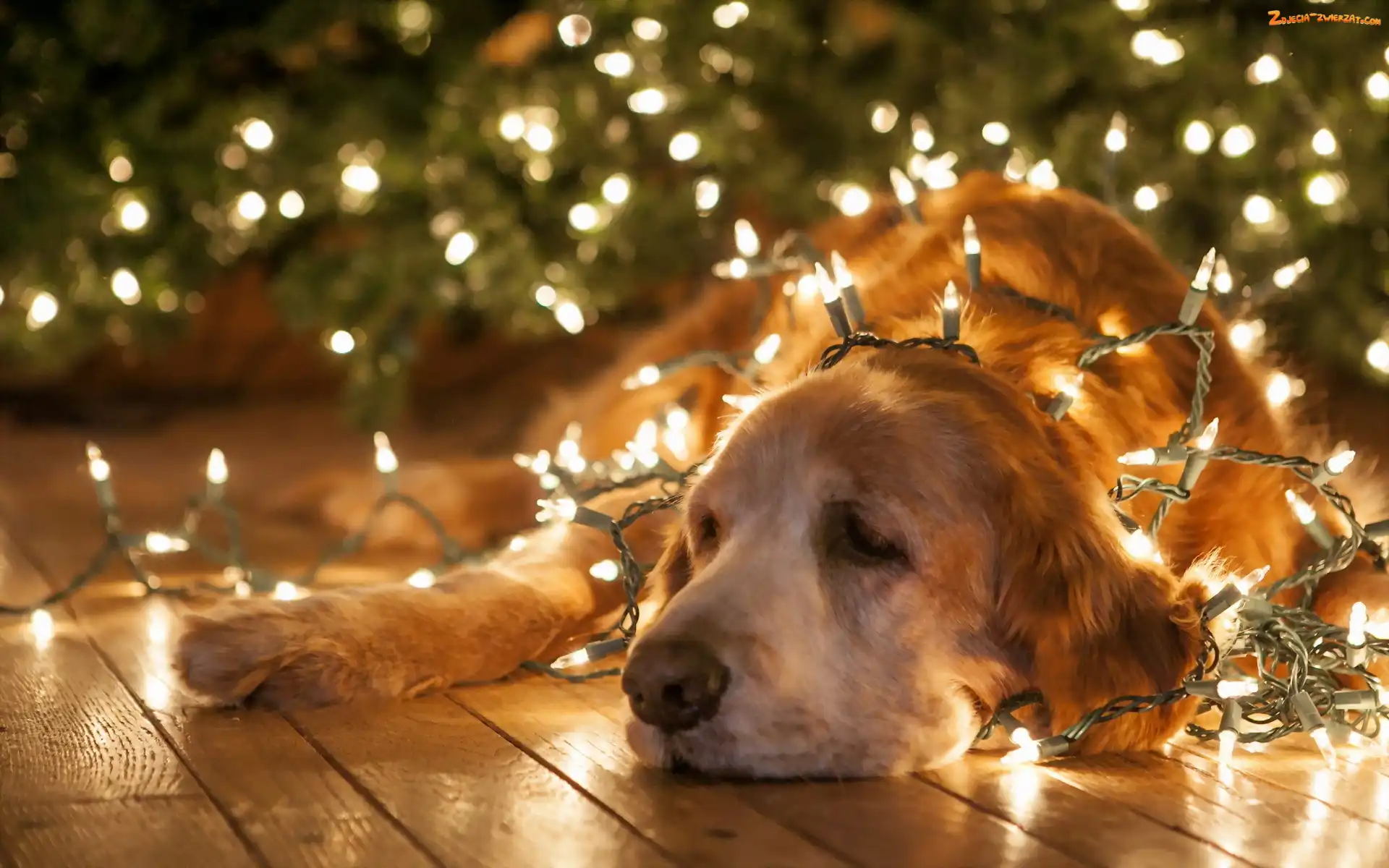 Retriever, Choinkowe, Golden, Lampki