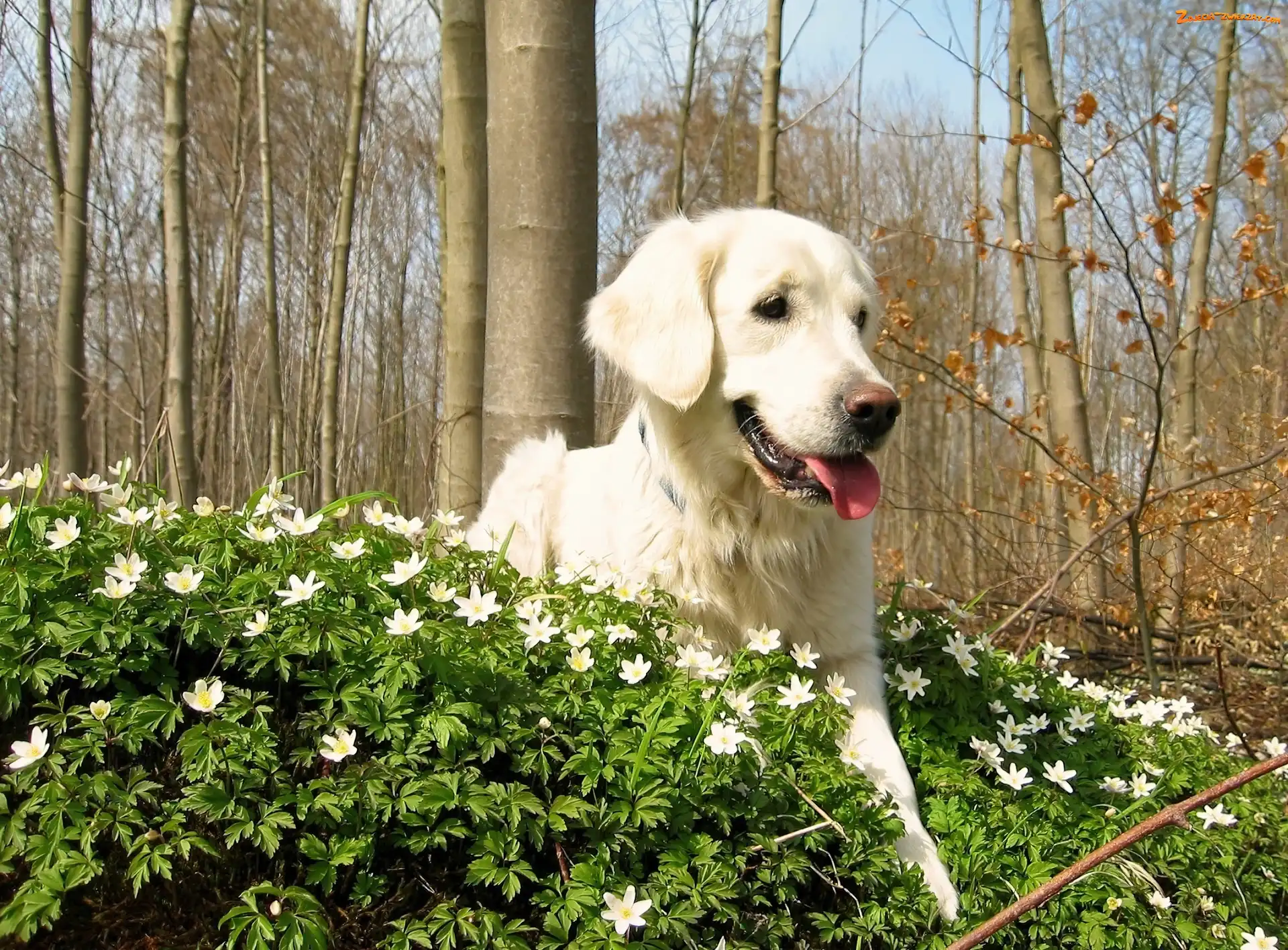 Golden, Retriever, Drzewa, Kwiatki