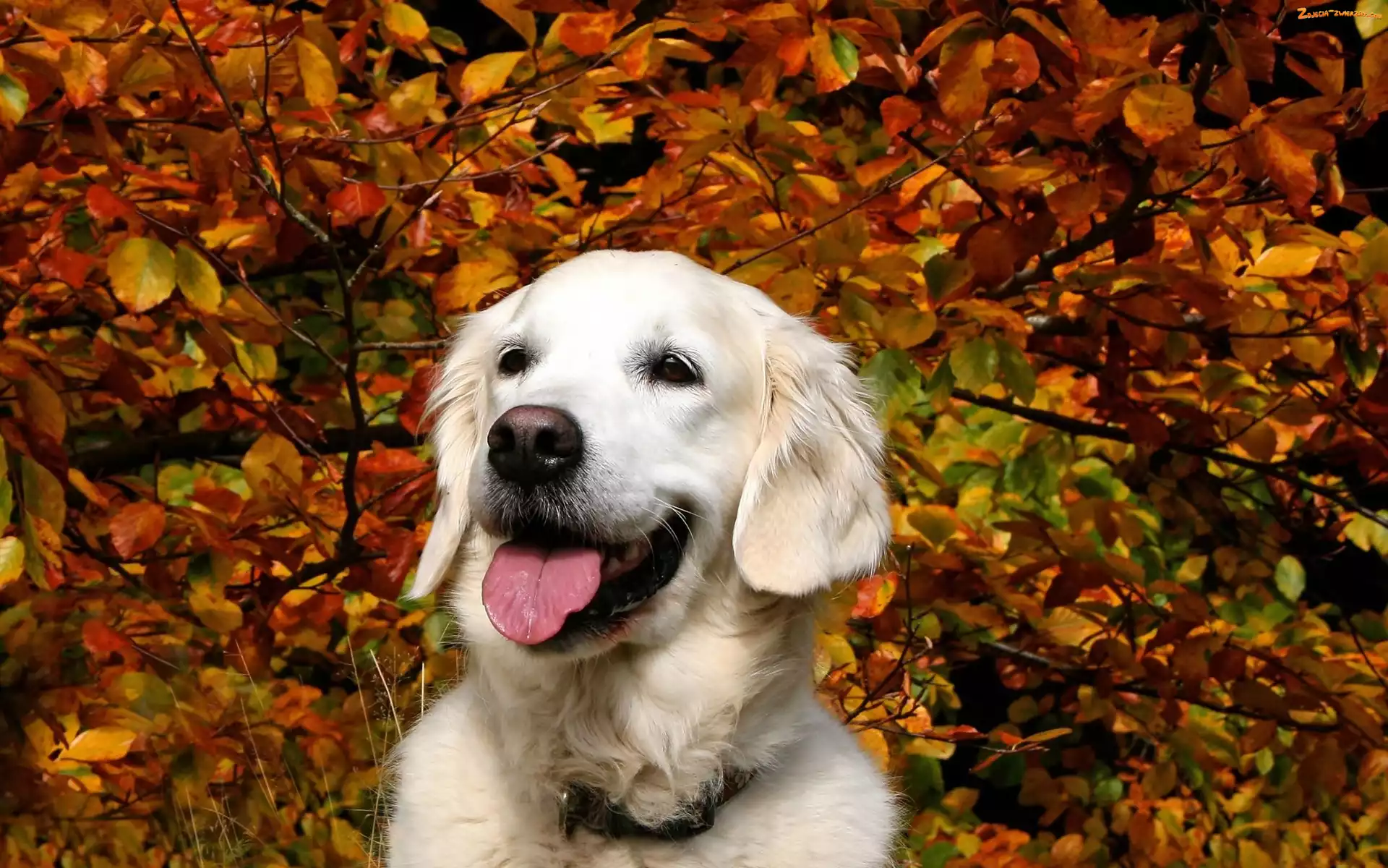 Retriever, Biały, Jesień, Park, Golden, Drzewa