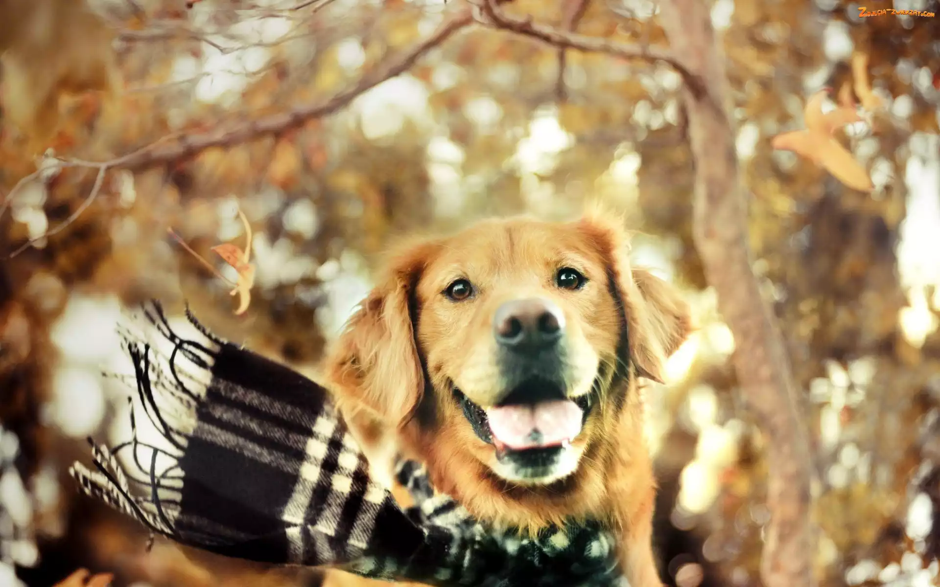 Retriever, Jesień, Kratę, W, Golden, Szalik