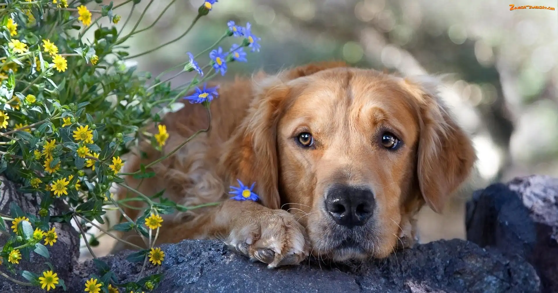 Golden Retriever, Kwiatki