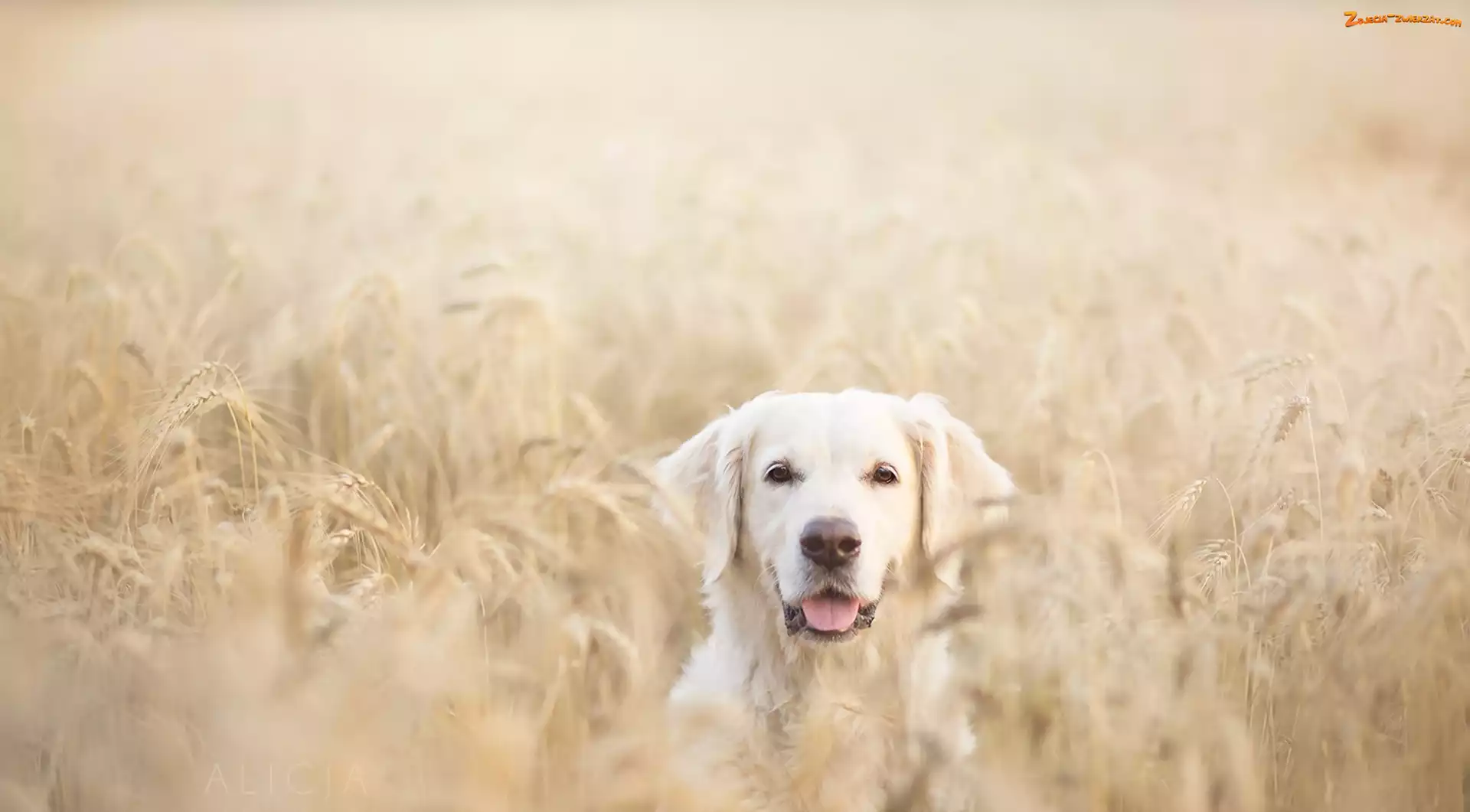 Retriever, Pies, Lato, Zboże, Golden, Pole
