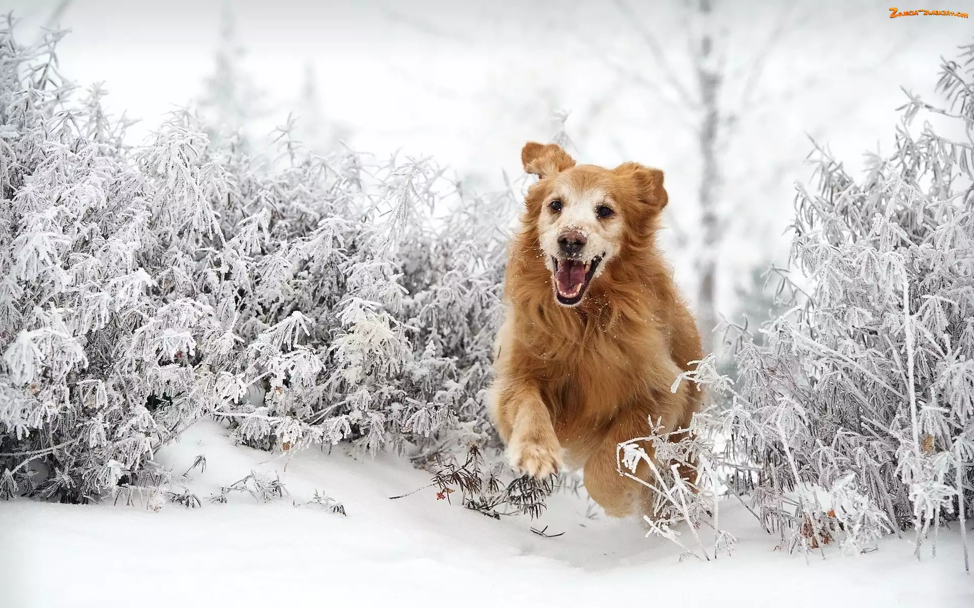 Śnieg, Golden Retriever, Bieg