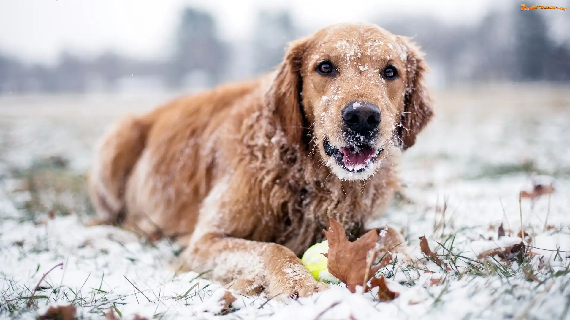Śnieg, Golden retriever, Zima