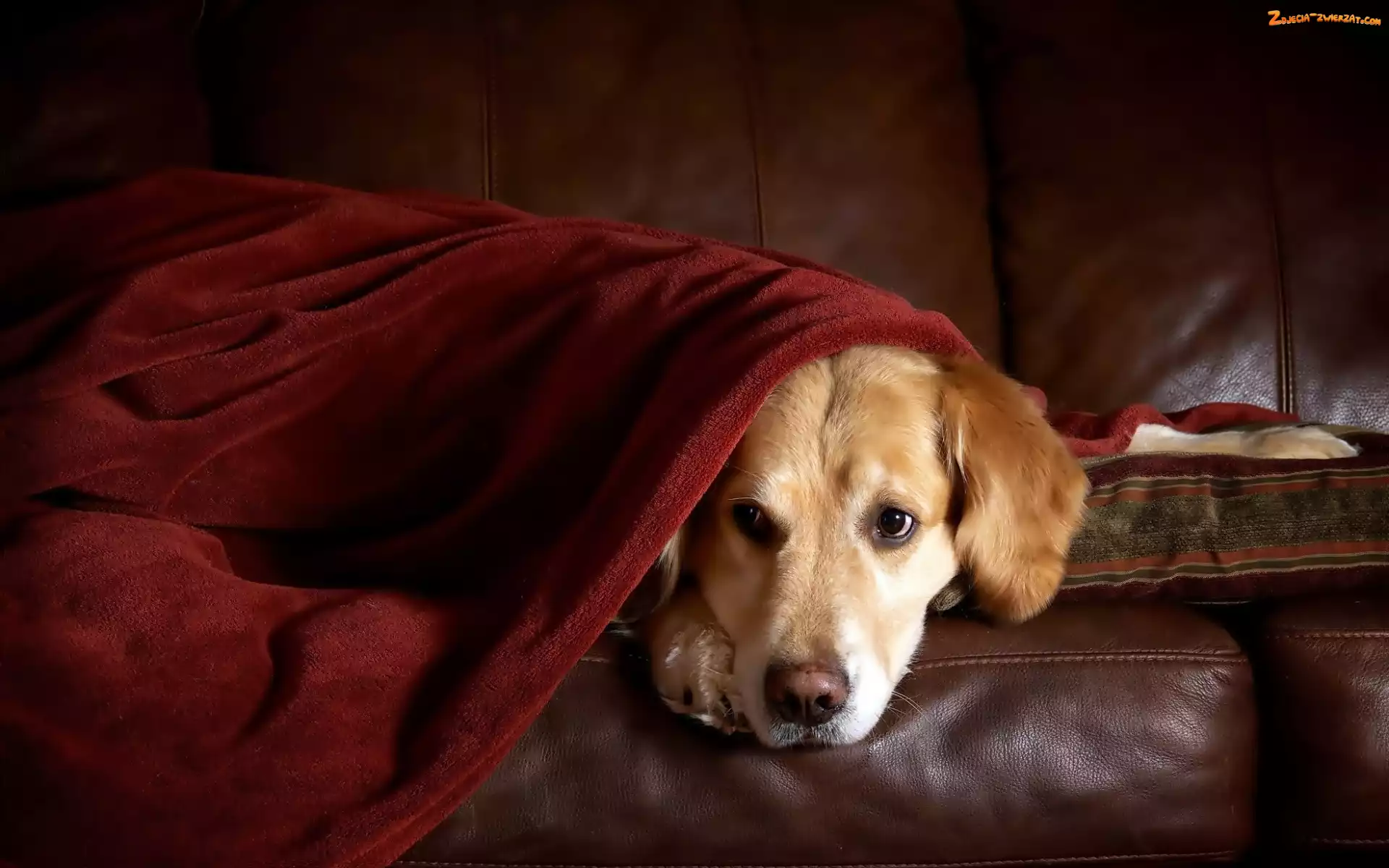 Retriever, Odpoczynek, Golden, Kanapa