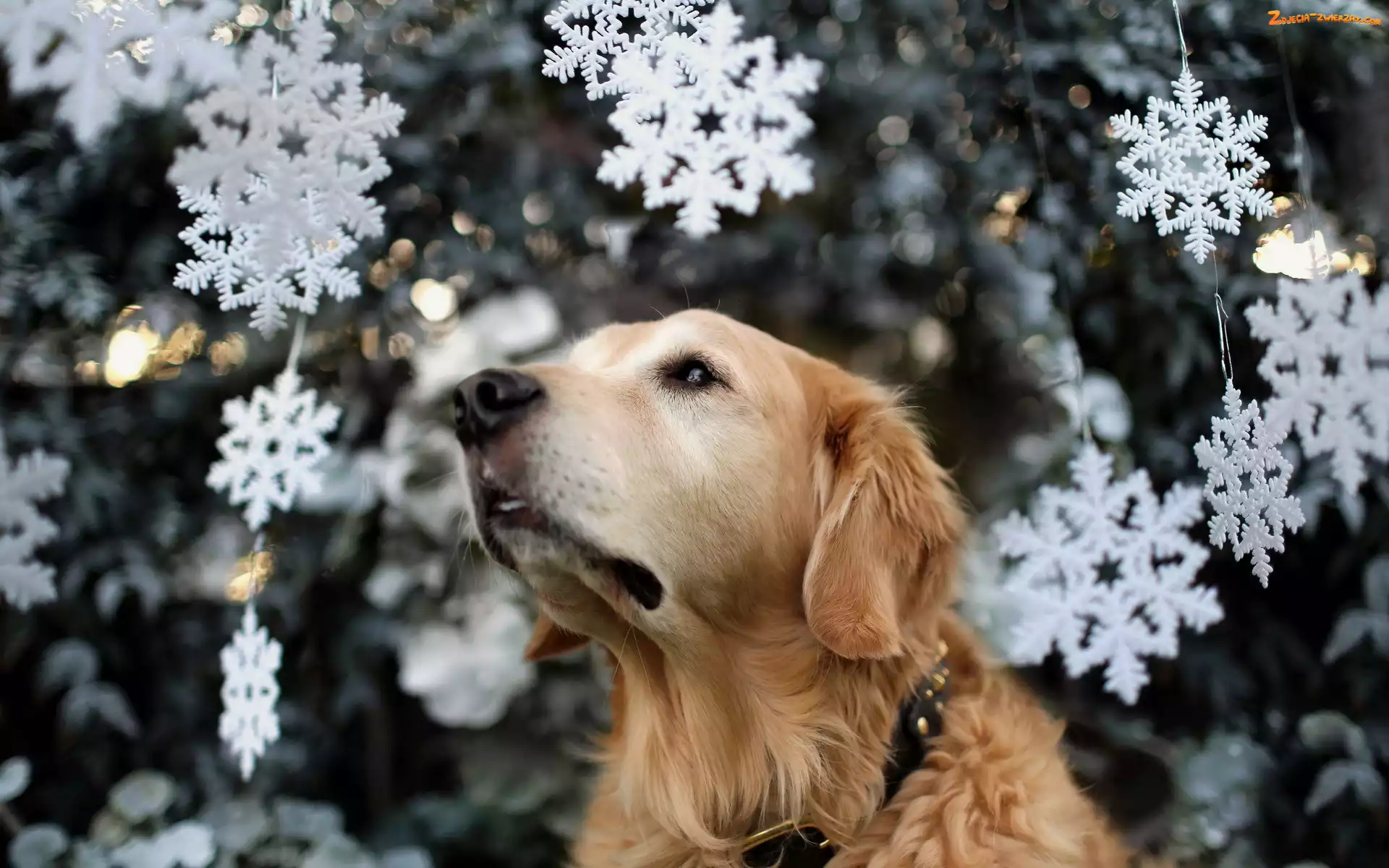 Retriever, Biszkoptowy, Rozmycie, Gwiazdki, Golden, Świąteczne