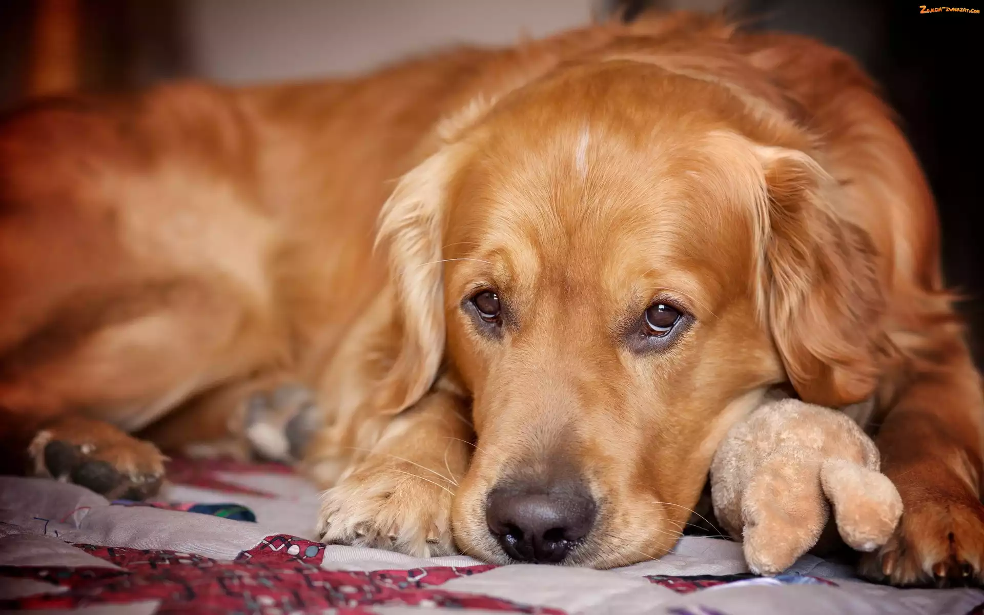 Retriever, Spojrzenie, Golden, Maskotka