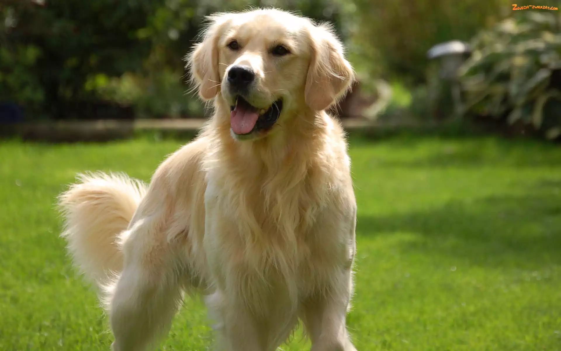 Golden retriever, Trawnik