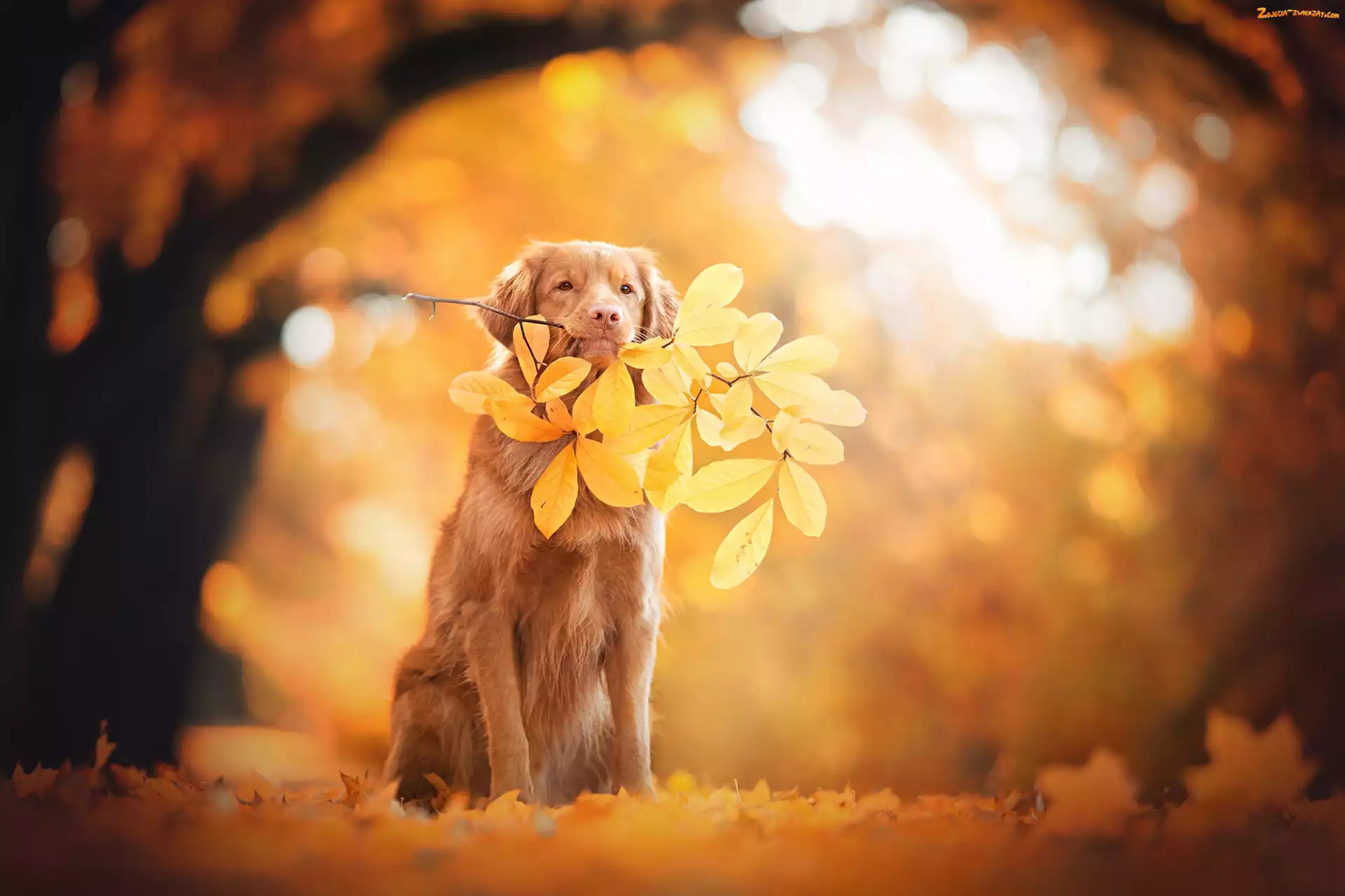 Jesień, Retriever, Liść