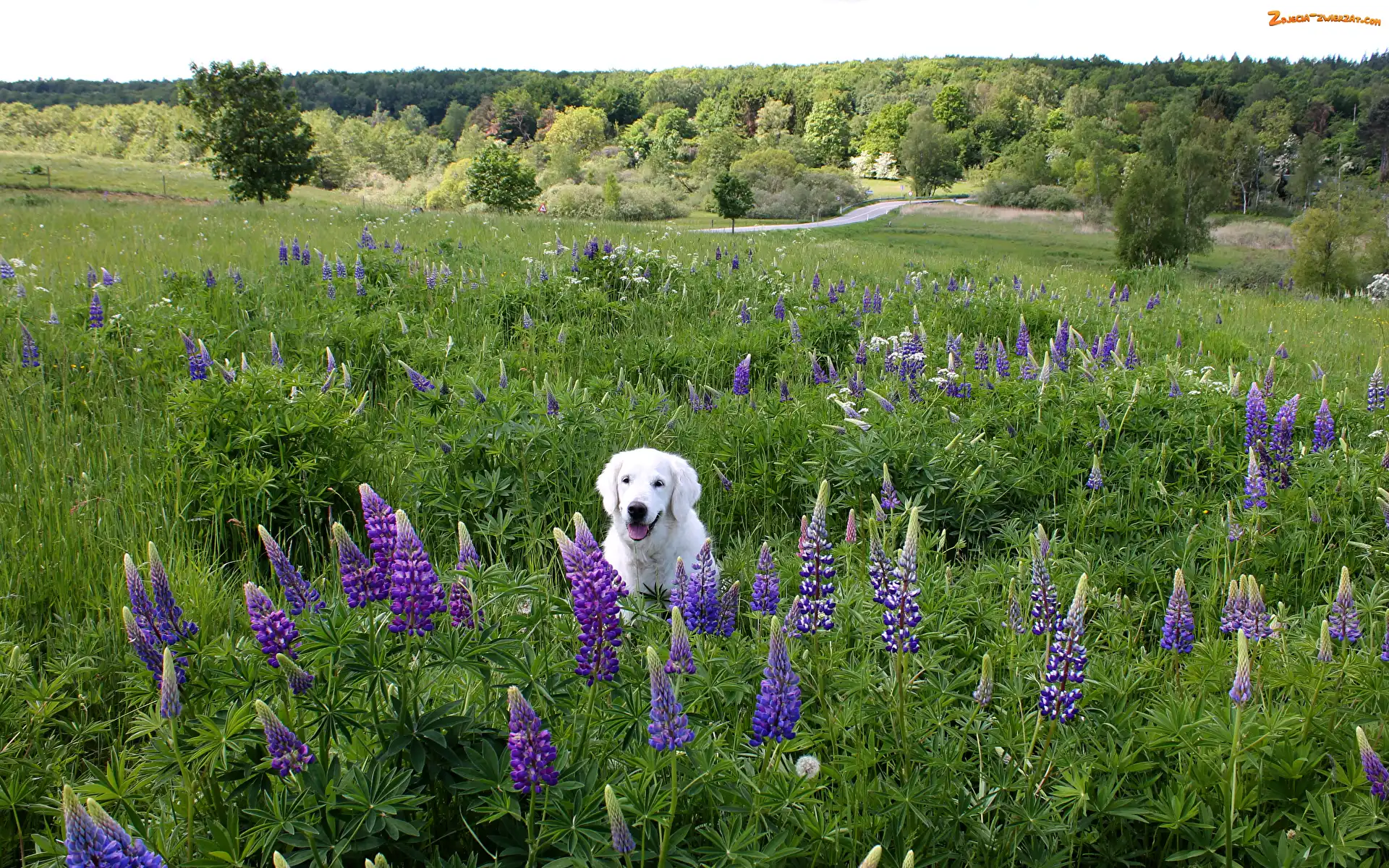 Labrador retriever, Pies, Drzewa, Łubin, Biały, Łąka