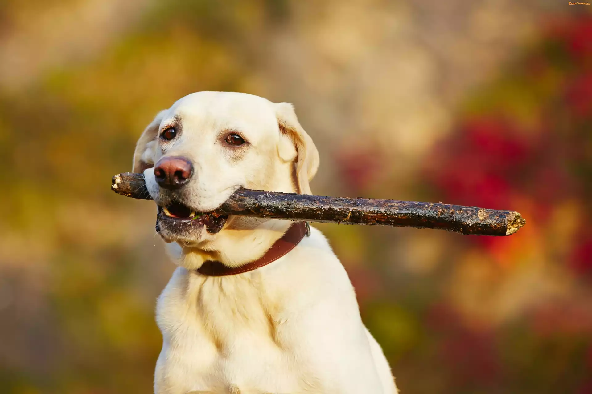 Retriever, Pies, Łąka, Zabawa, Labrador, Kij