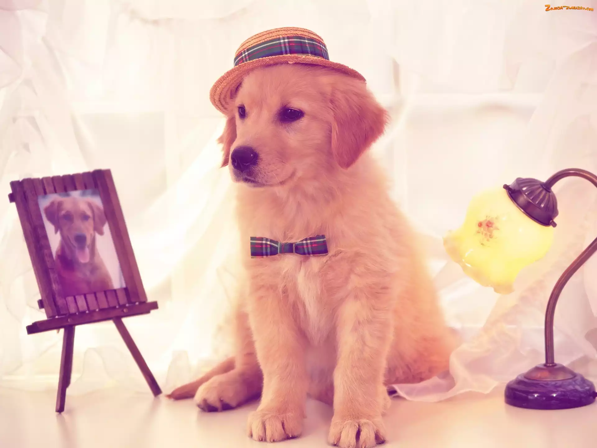 Muszka, Retriever, Kapelusz