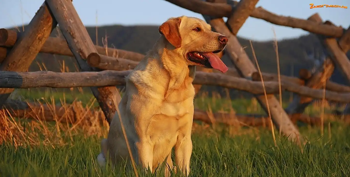 Ogrodzenie, Retriever, Trawa