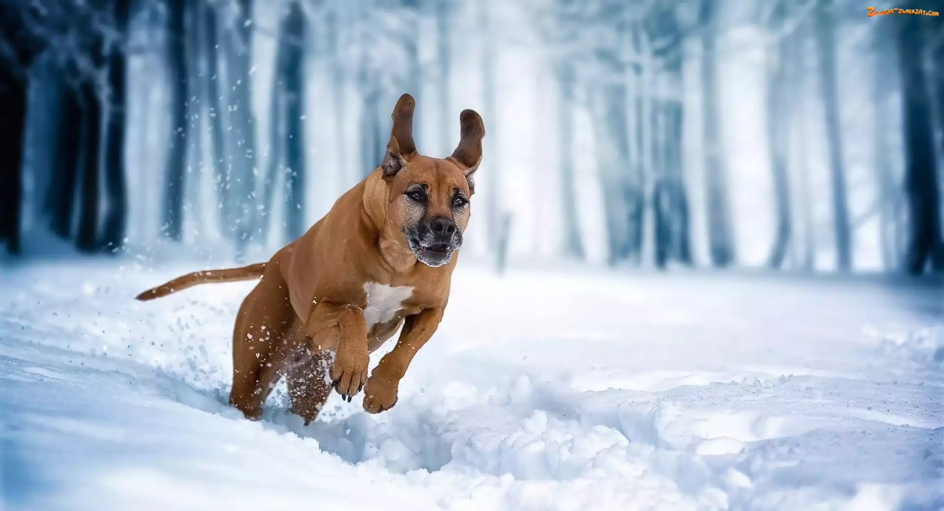 Rhodesian ridgeback, Śnieg, Pies, Zima
