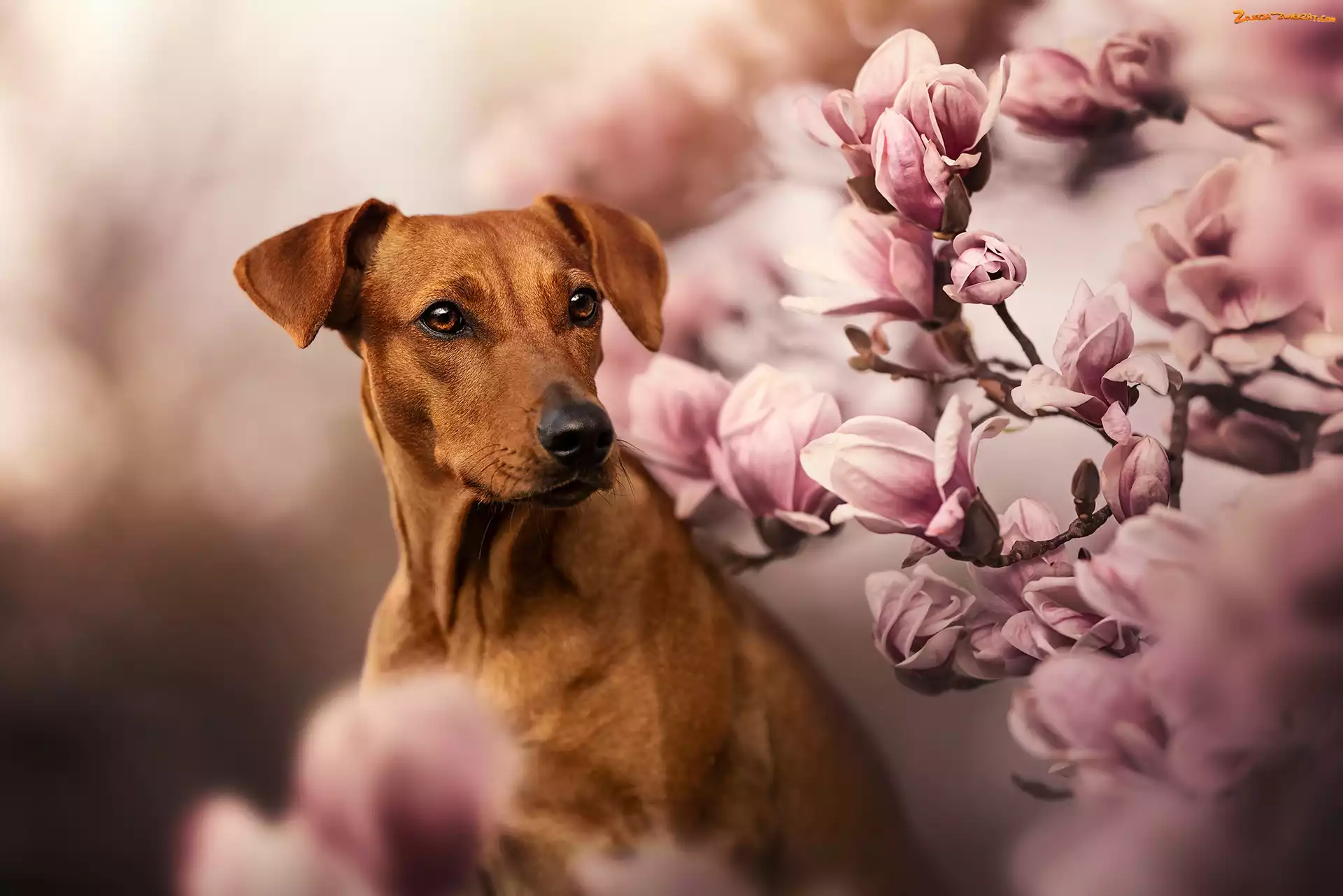 Pies, Rhodesian ridgeback, Magnolie, Kwiaty