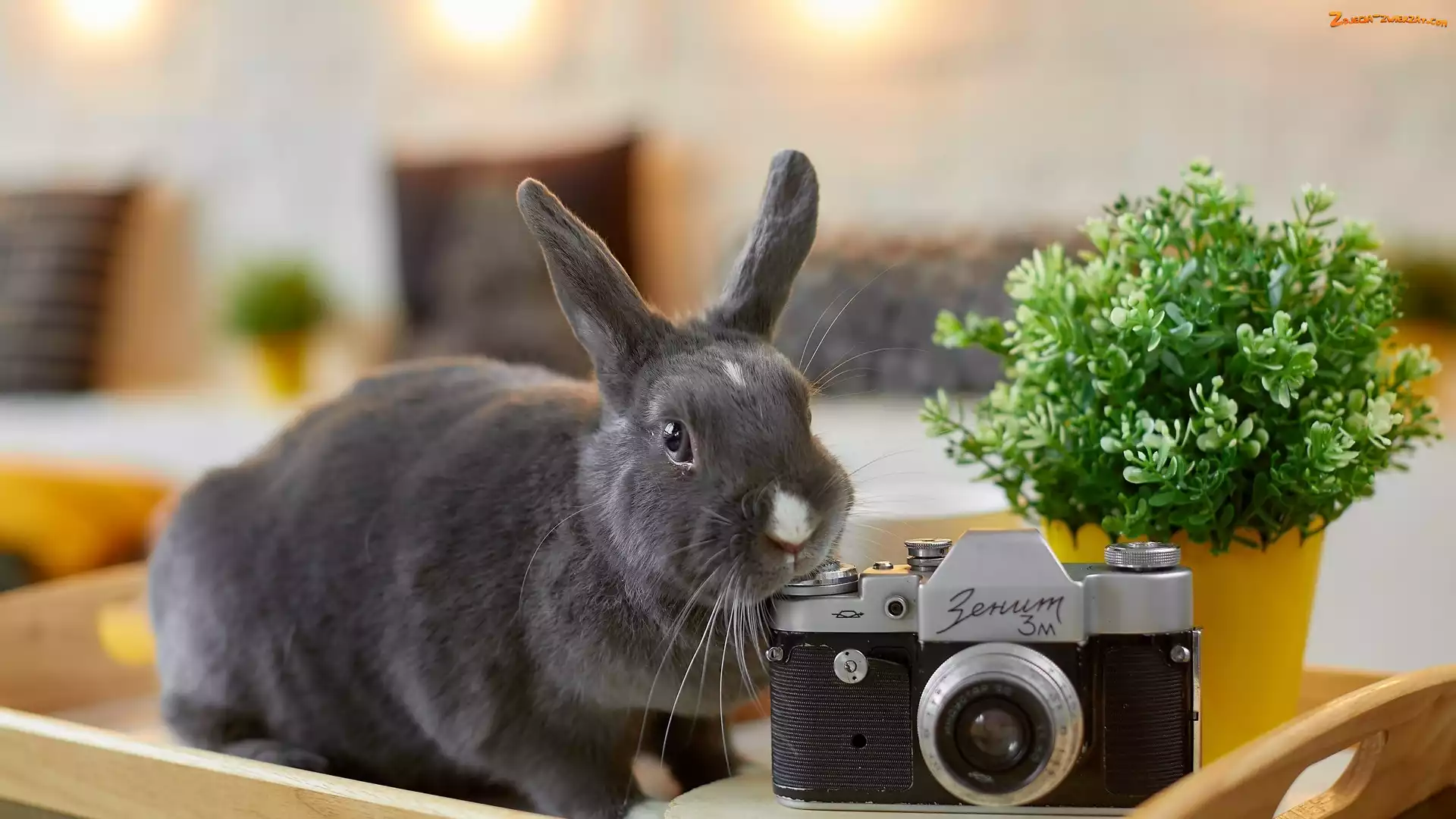 Roślina, Królik, Aparat fotograficzny