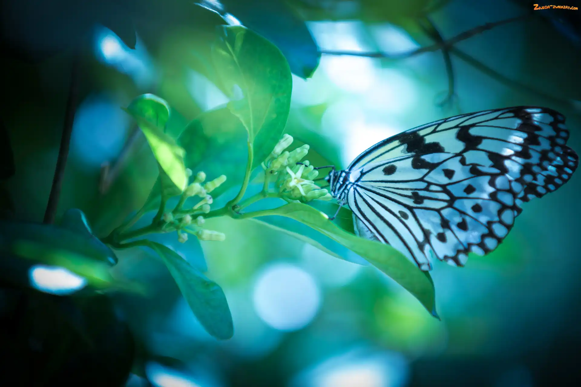 Roślina, Biało-czarny, Motyl