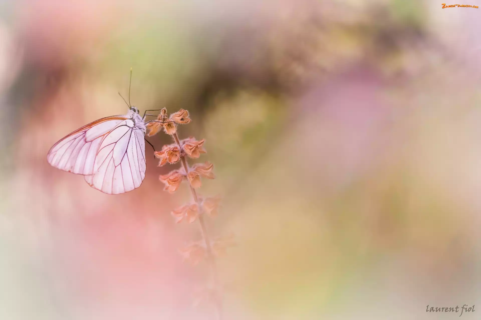 Roślina, Niestrzęp głogowiec, Motyl